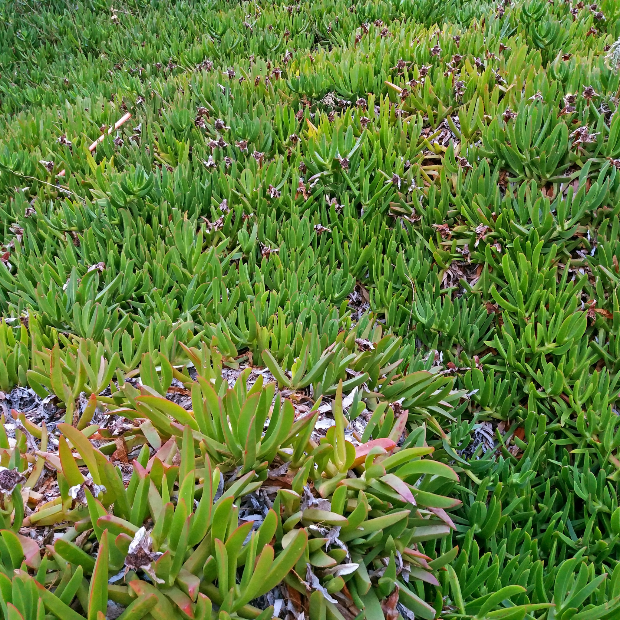 Pigface/Sea Fig - Carpobrotus glaucescens