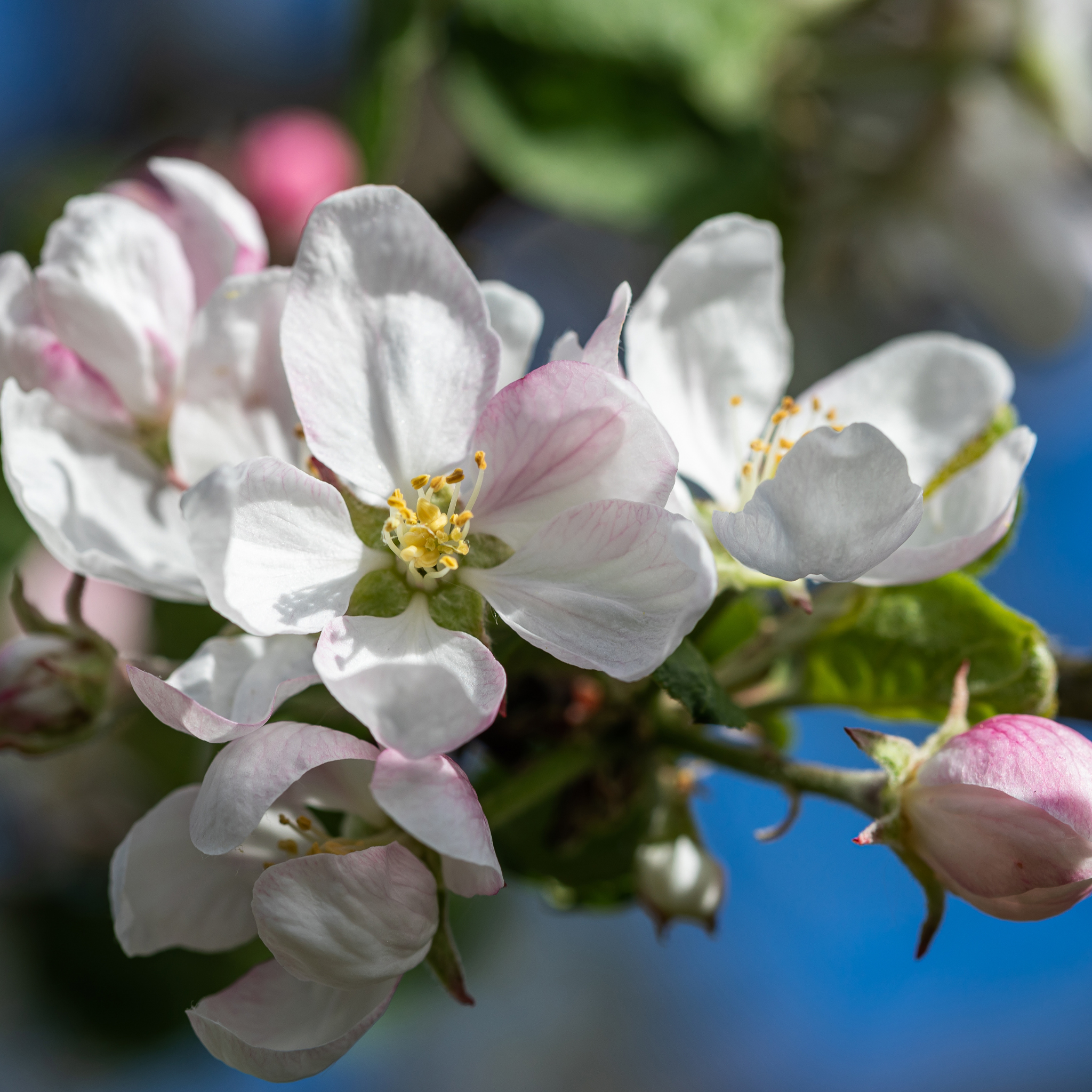 Apple Gala Tree - Malus domestica Gala Apple