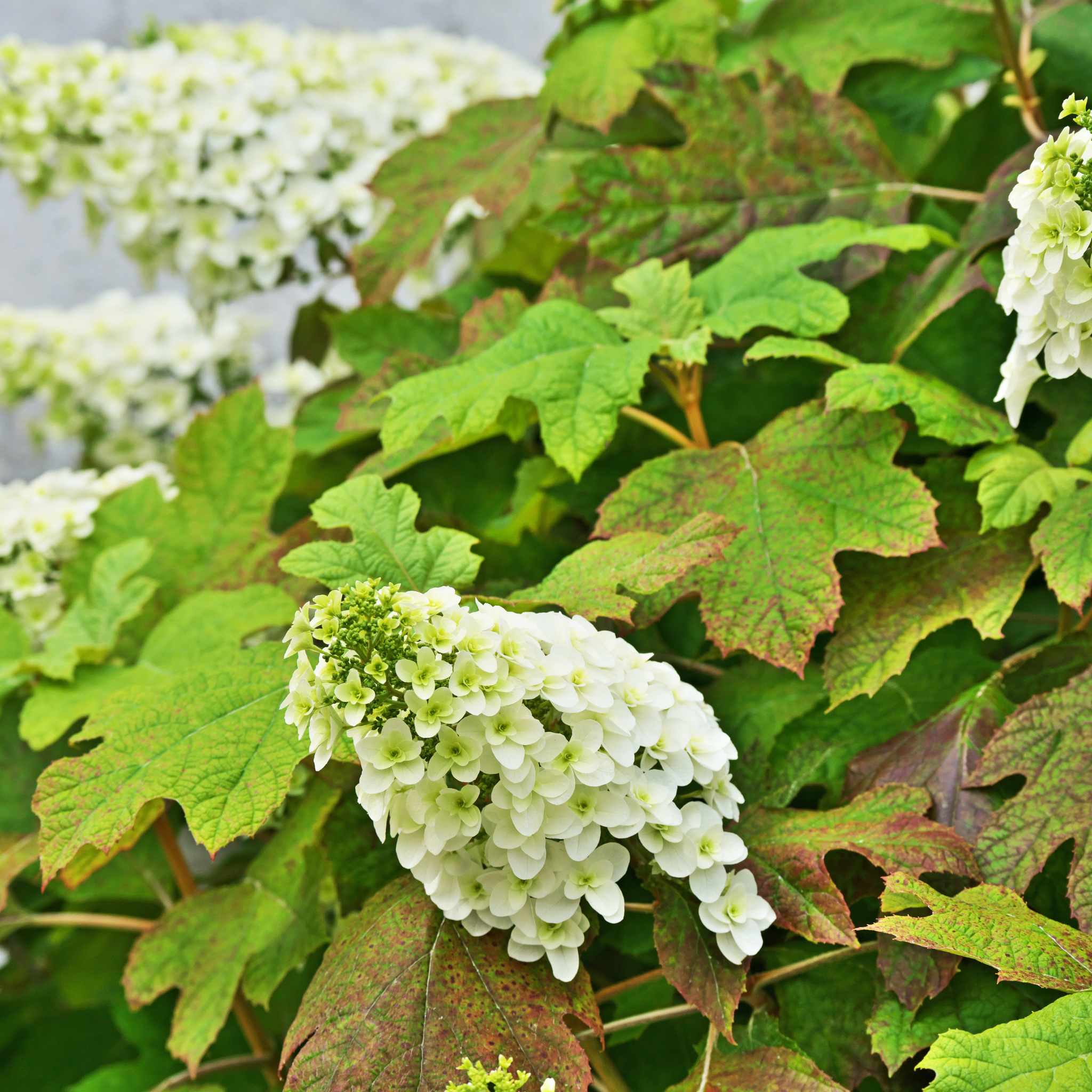 Oakleaf Hydrangea - Hydrangea quercifolia 'Snow Queen'