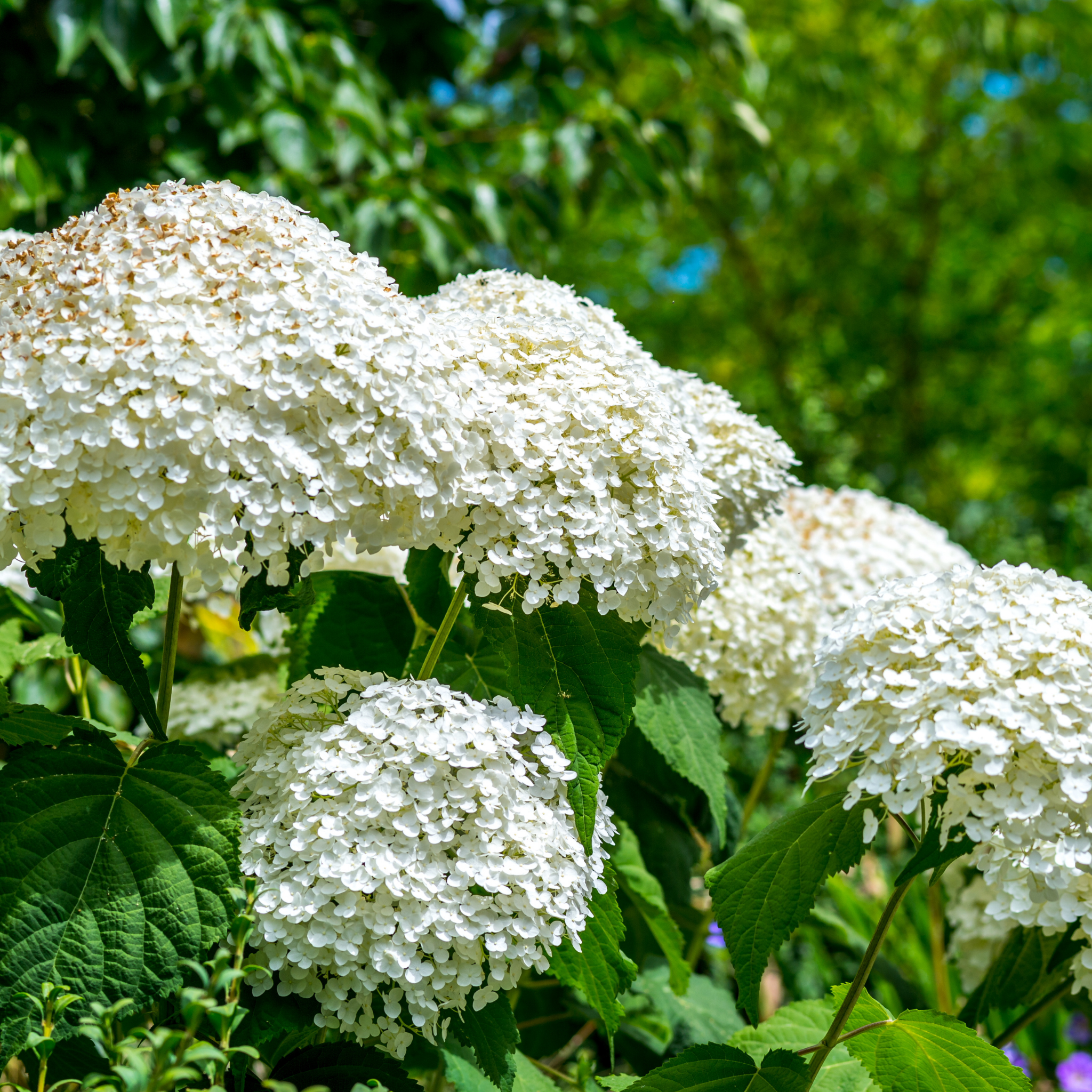 Hydrangea arborescens 'Annabelle' – Smooth Hydrangea