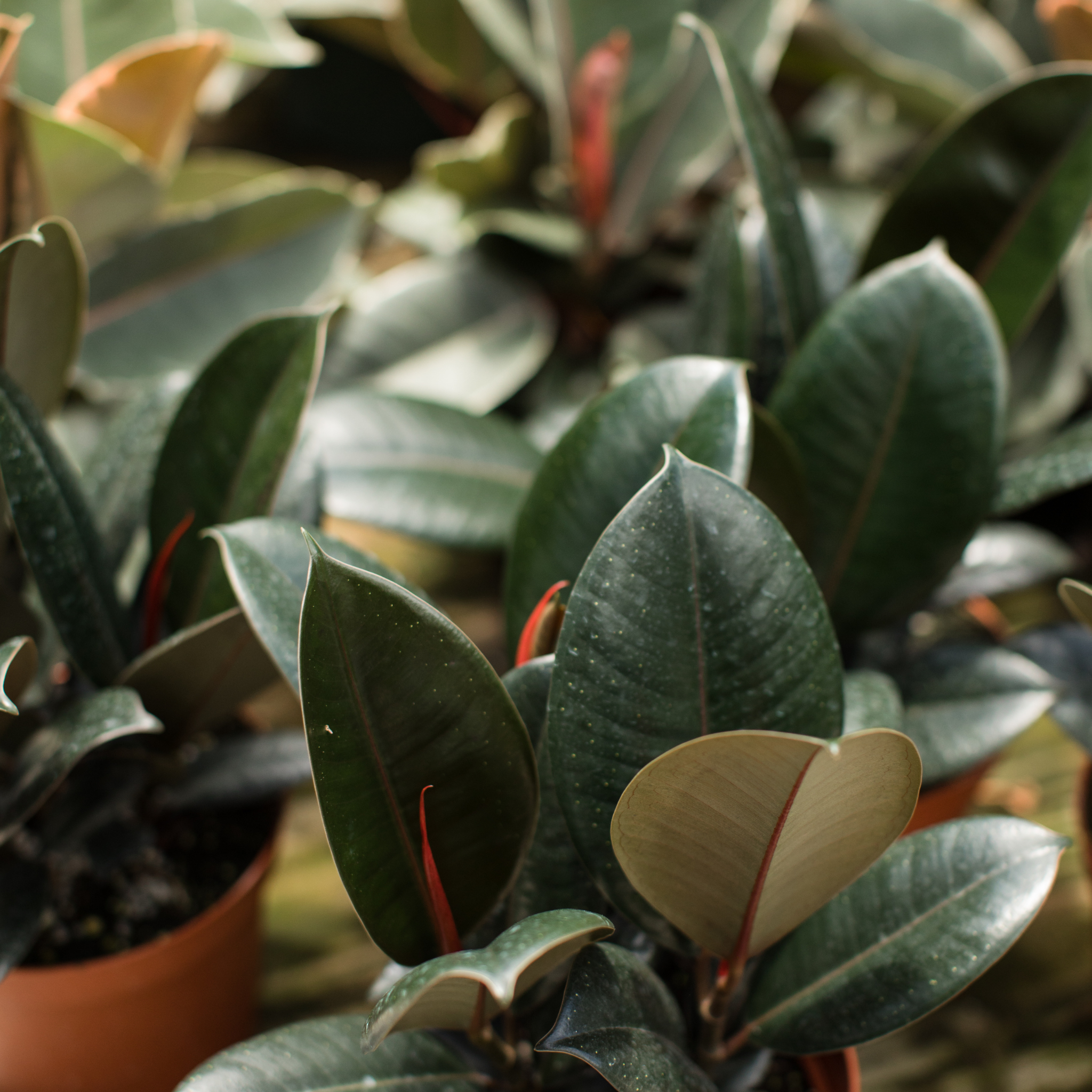 Burgundy Rubber Tree Plant - Ficus elastica Burgundy