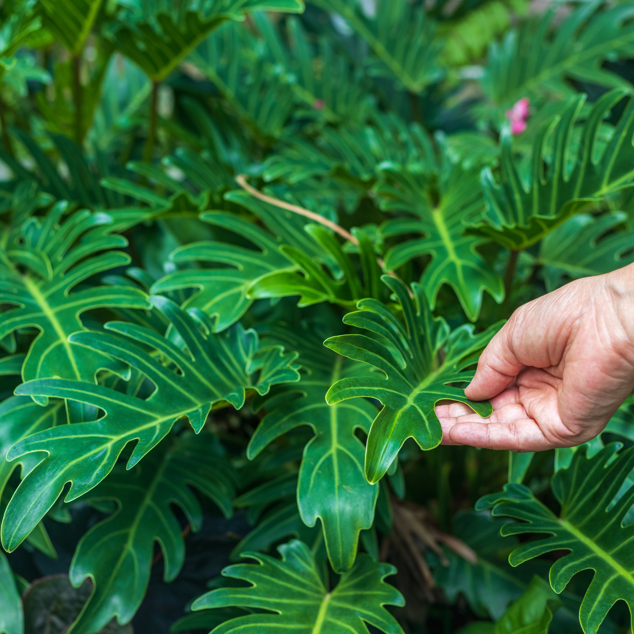 Xanadu Philodendron - Philodendron Xanadu