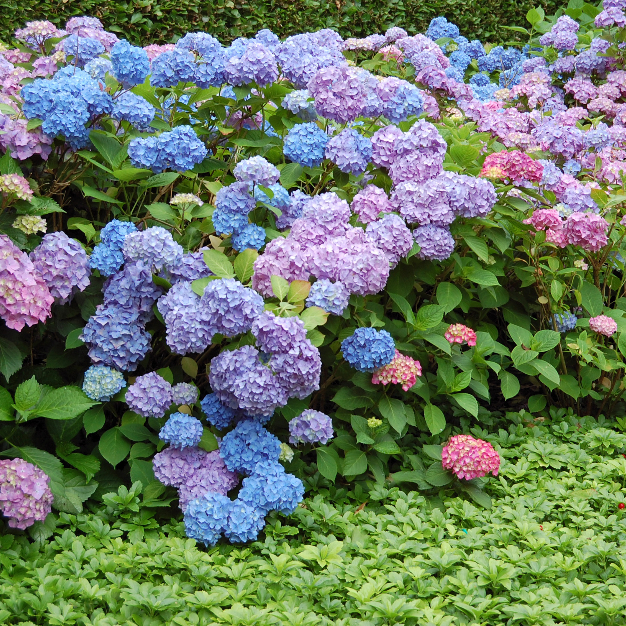 Big Leaf Hydrangea - Hydrangea macrophylla