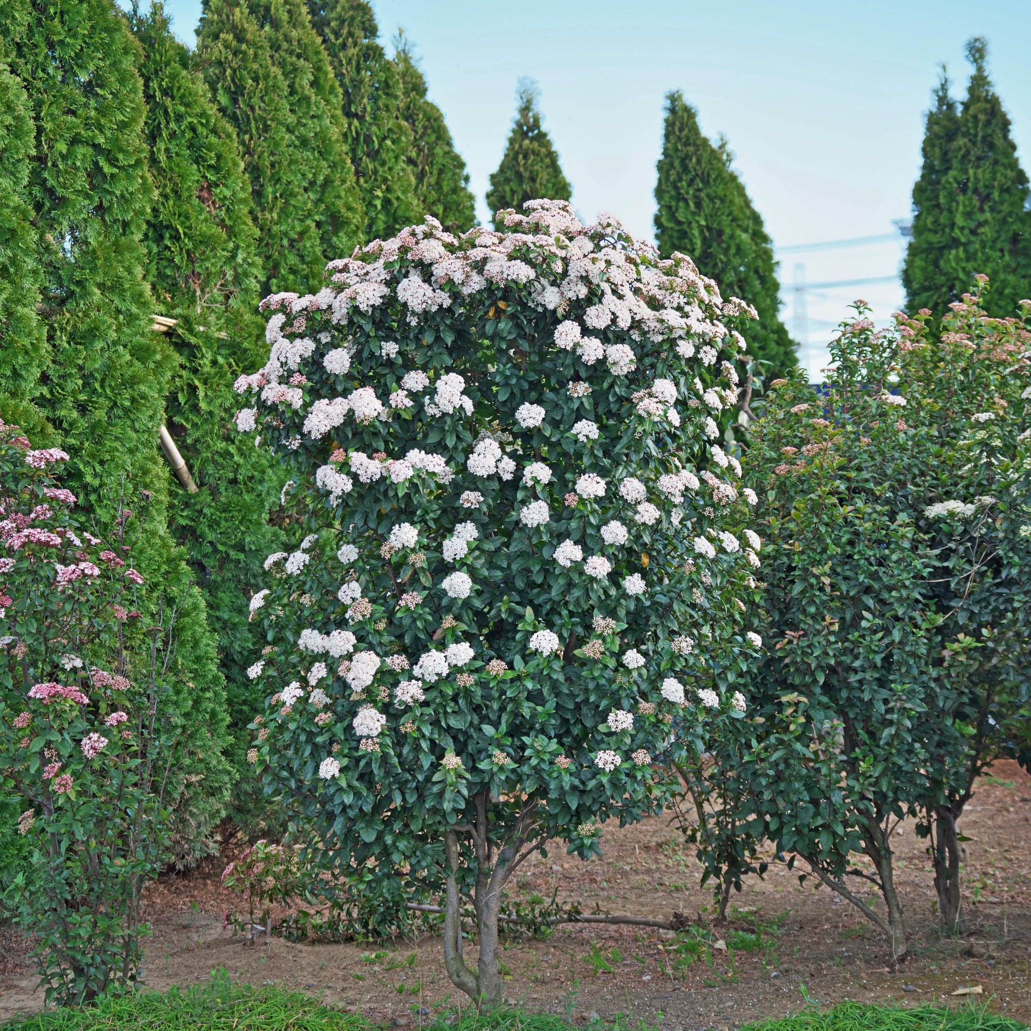 Bush with white flowers surrounded by green trees