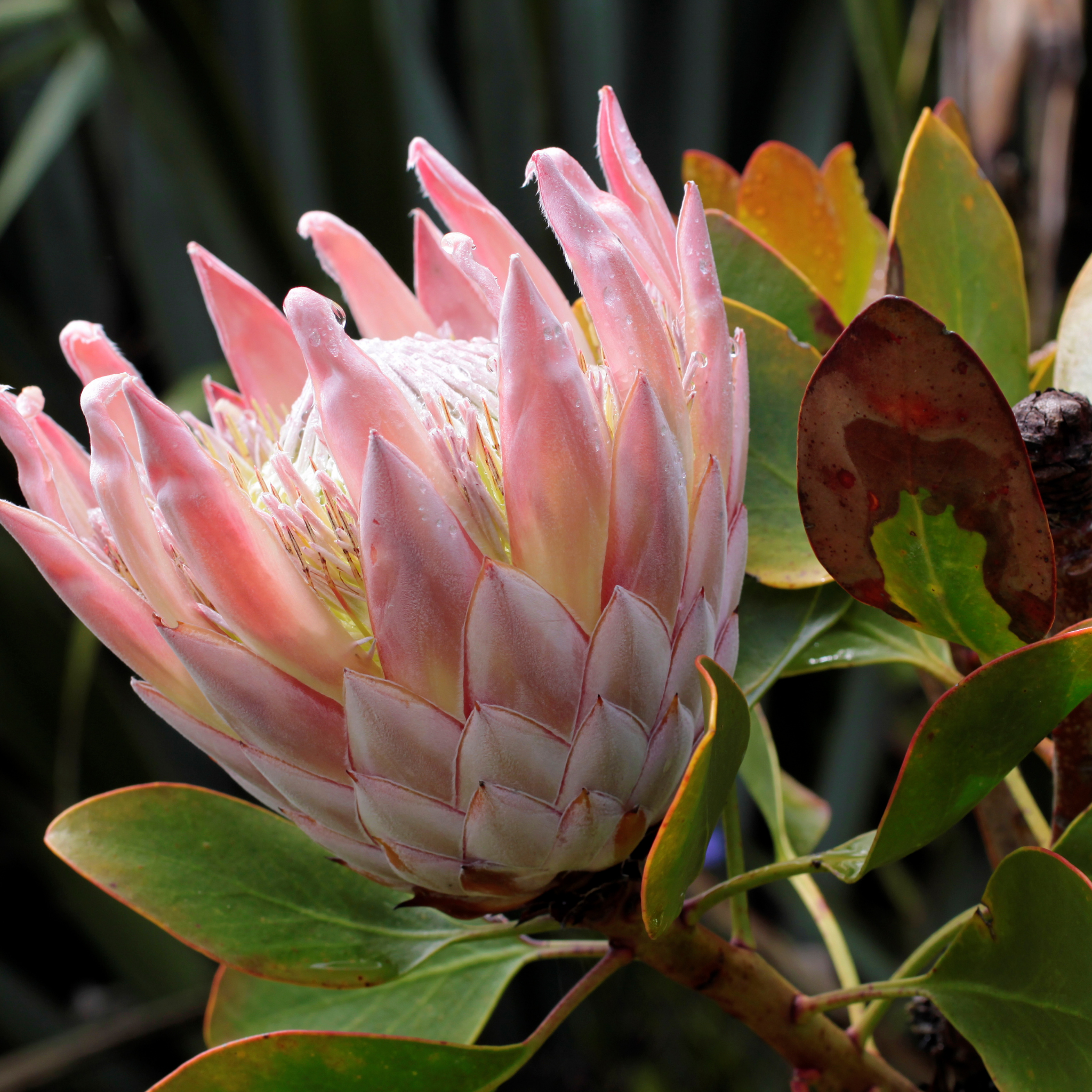 King Pink King Protea - Protea cynaroides King Pink