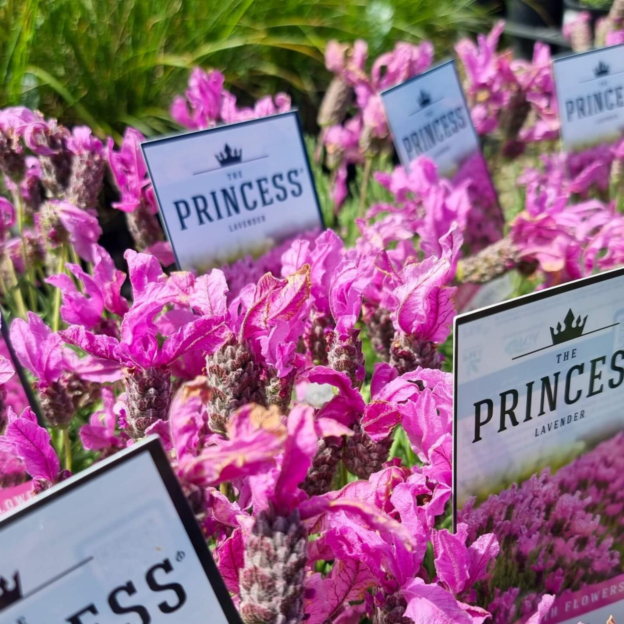 French Lavender - Lavandula pedunculata The Princess PBR