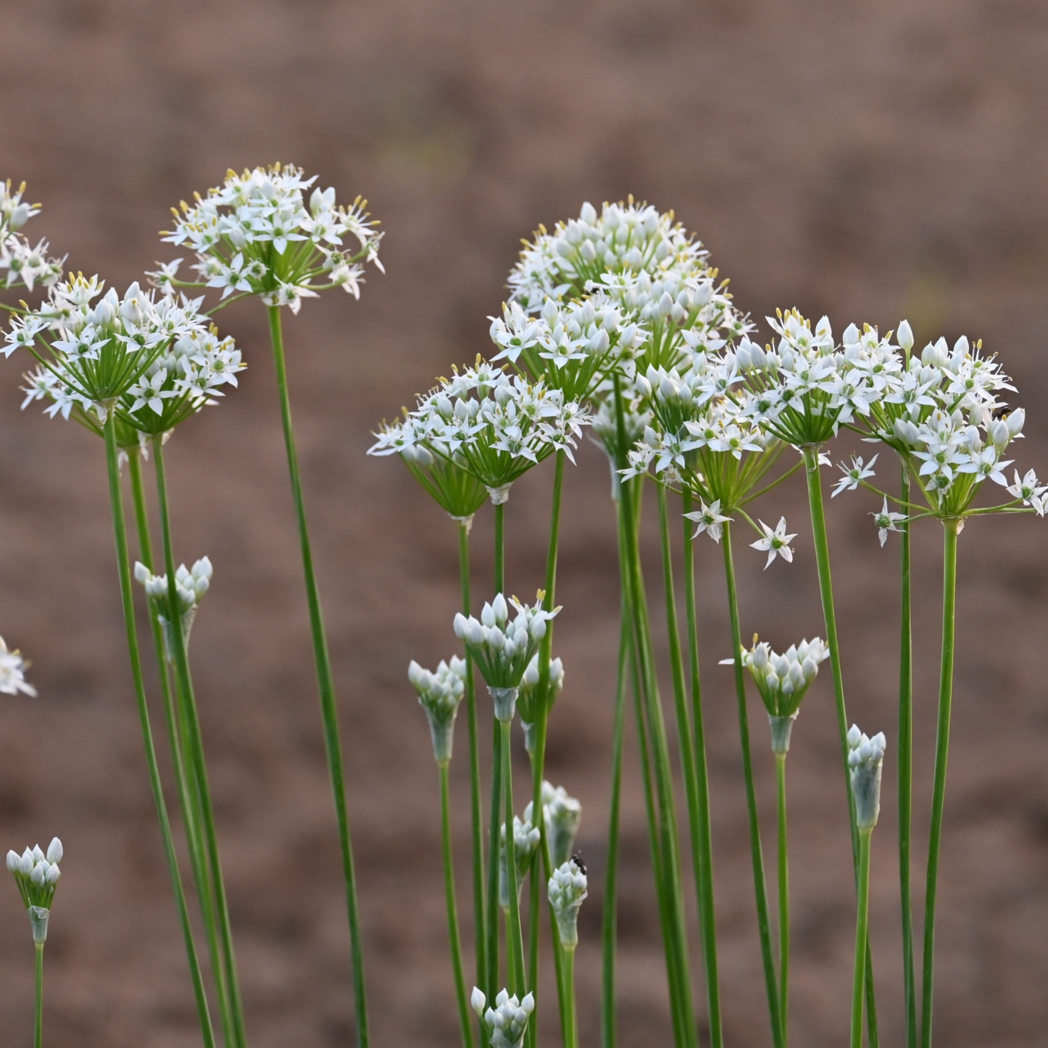 Garlic Chives - Allium tuberosum