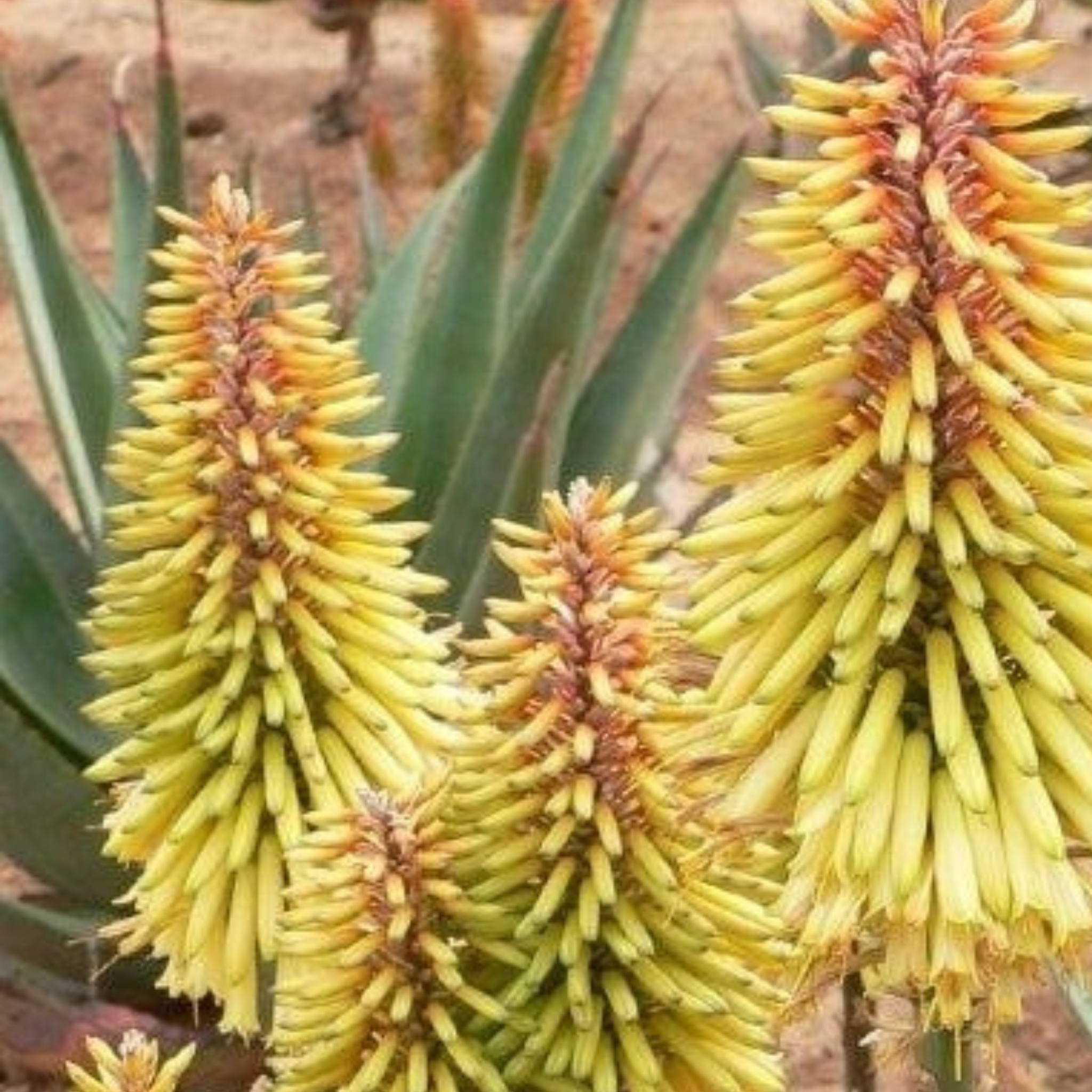 Aloe hybrida Moonglow