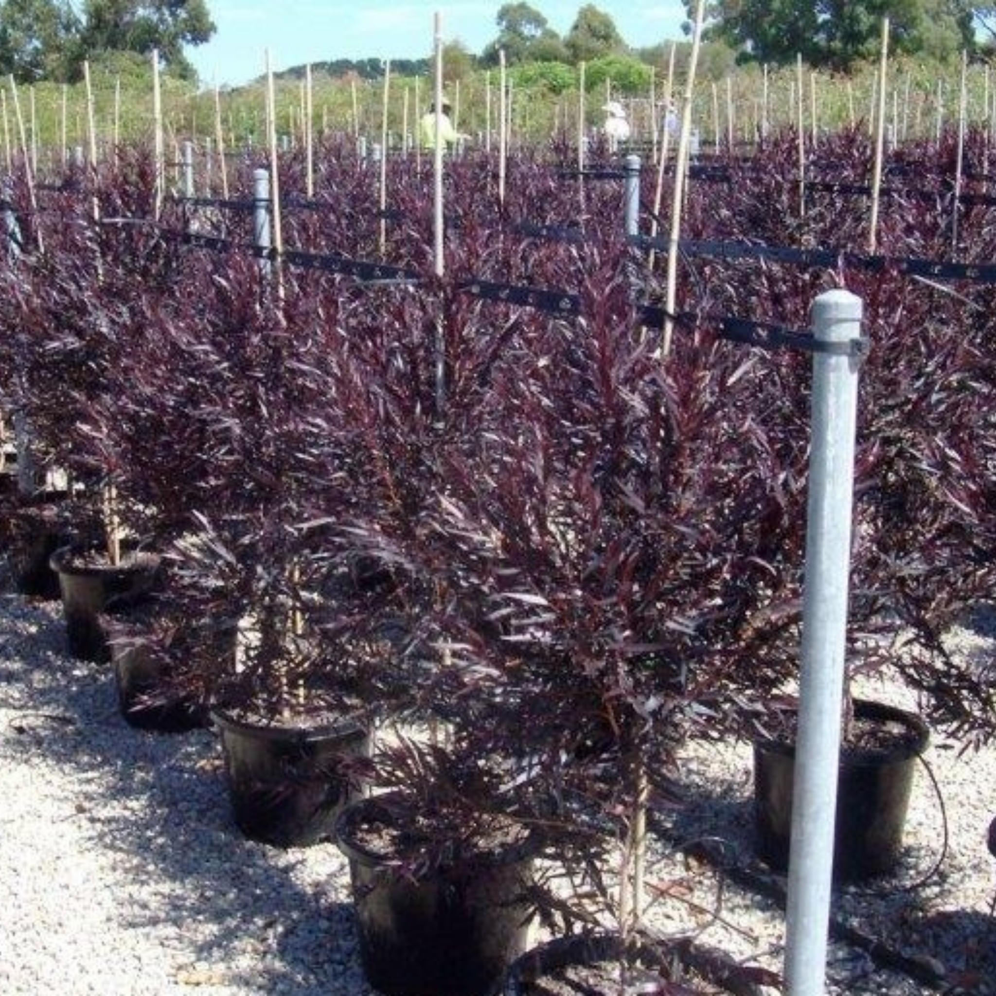 Black Willow Myrtle 'After Dark' - Agonis flexuosa After Dark