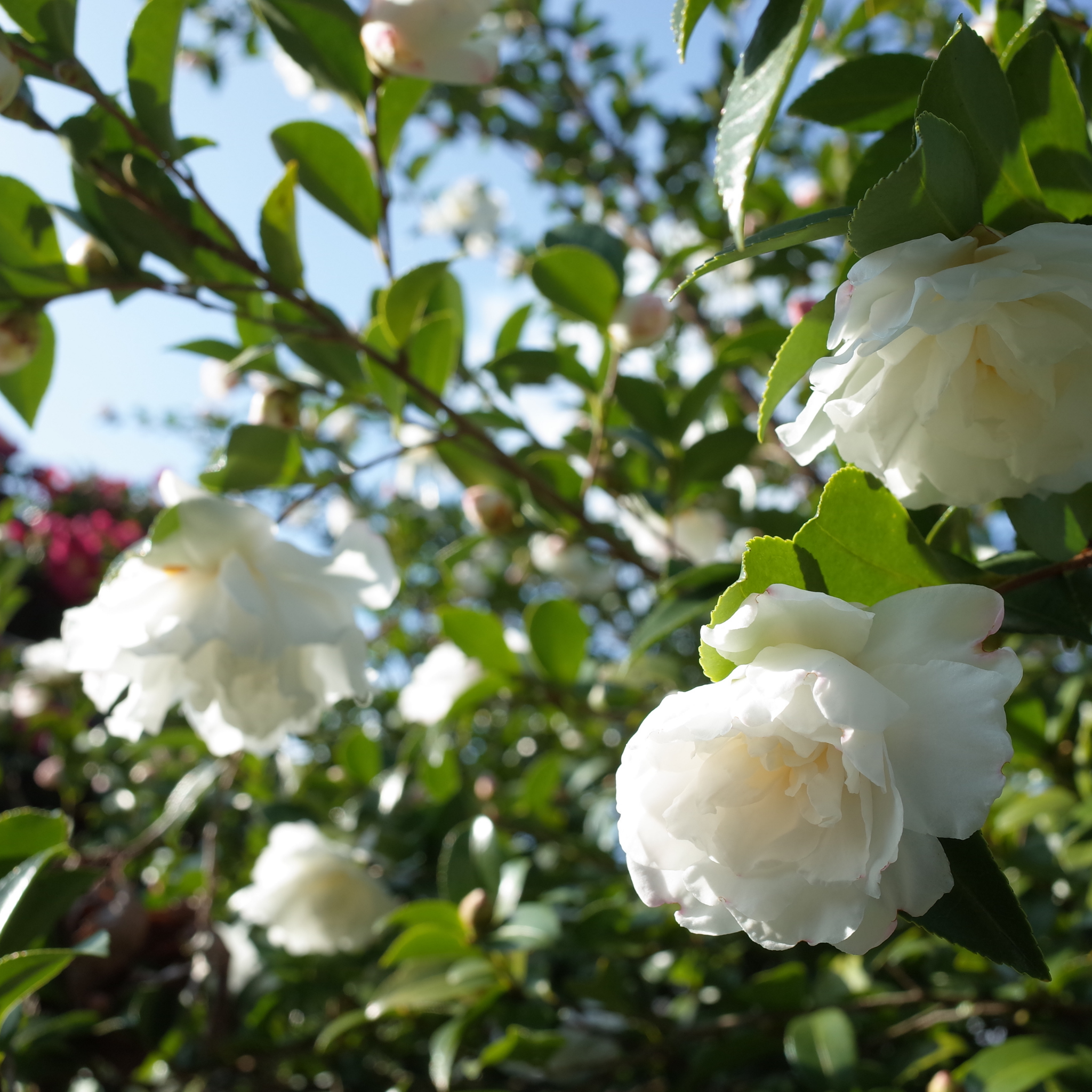 Camellia Avalanche - Camellia sasanqua Avalanche