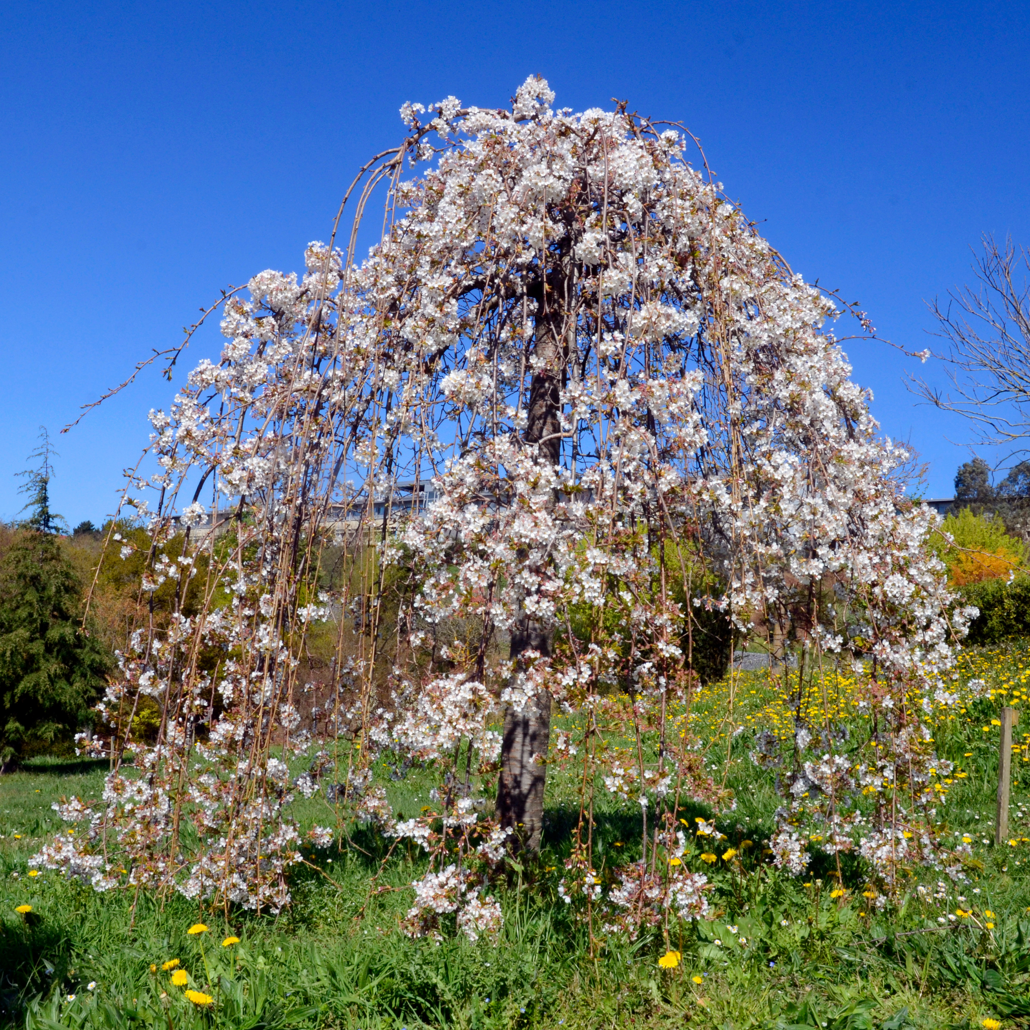 Weeping cherry blossom tree in full bloom with a clear blue sky in the background.