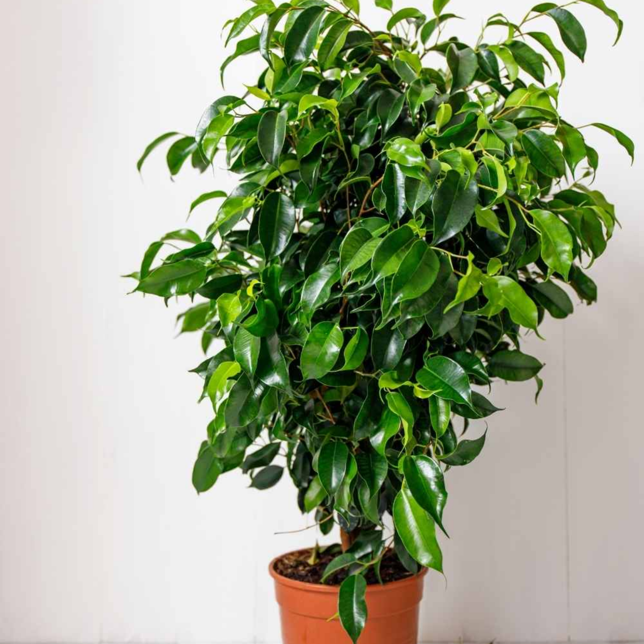 Weeping Benjamin Fig - Ficus Benjamina