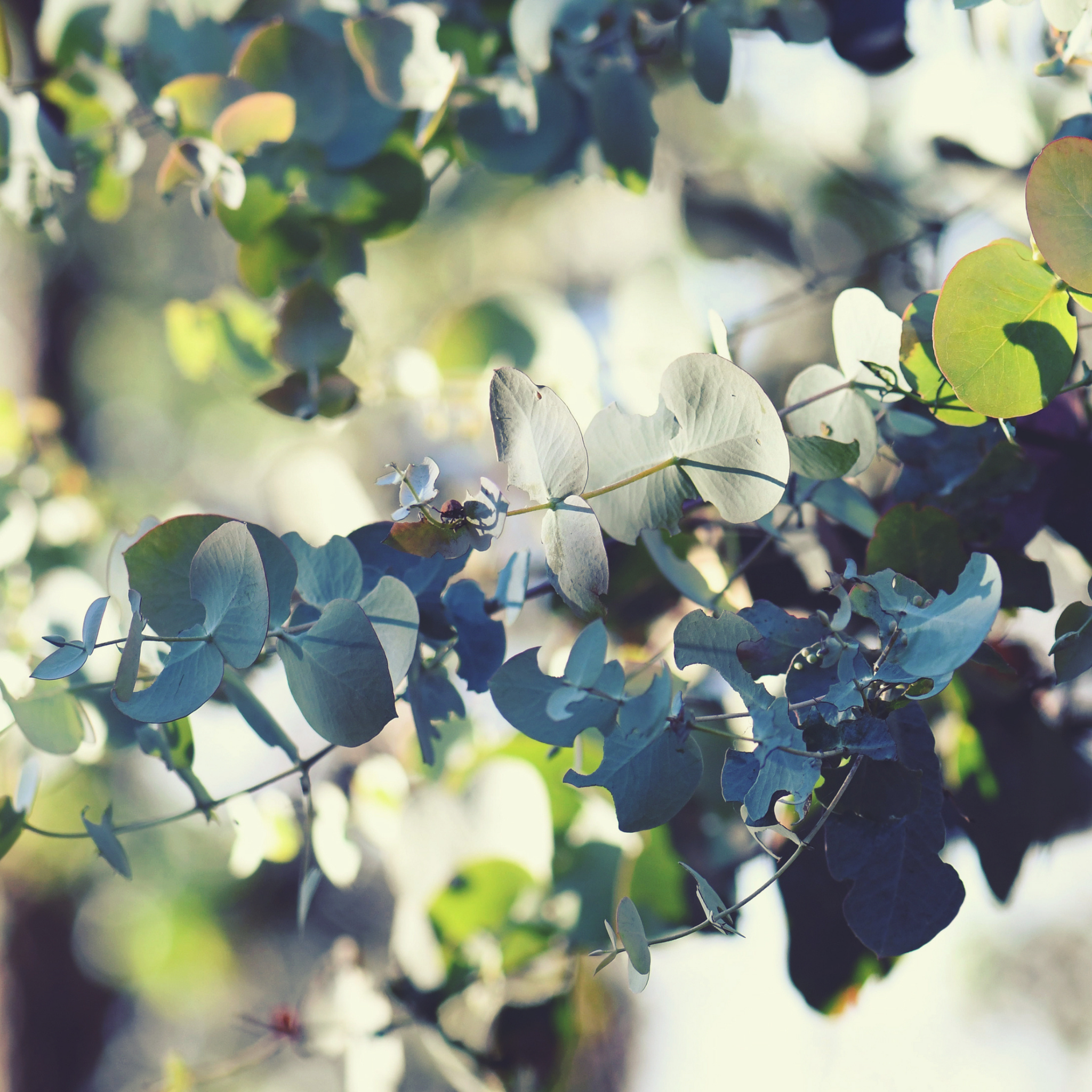 Silver Dollar Tree - Eucalyptus cinerea