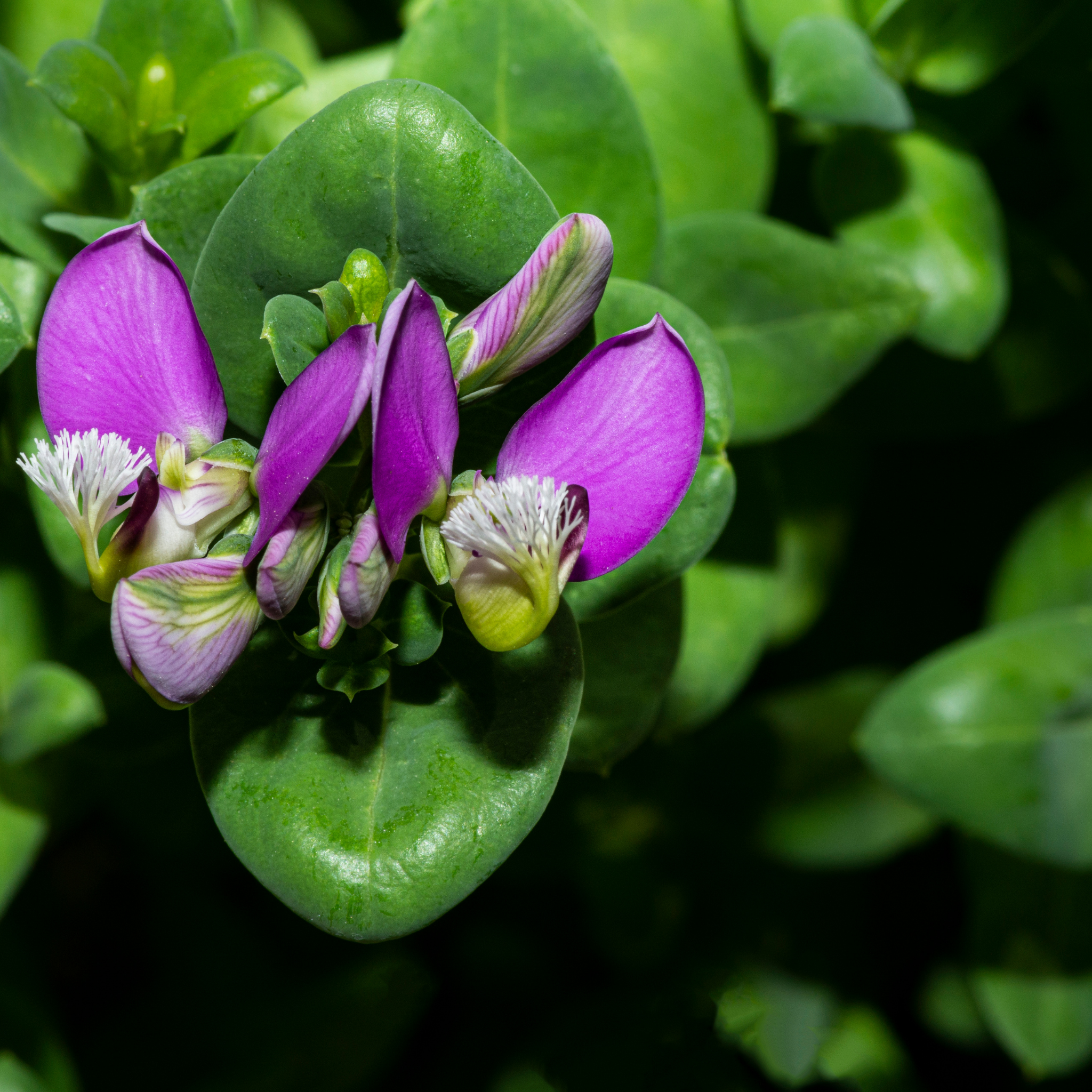 Close-up of purple flowers with green leaves on a dark background