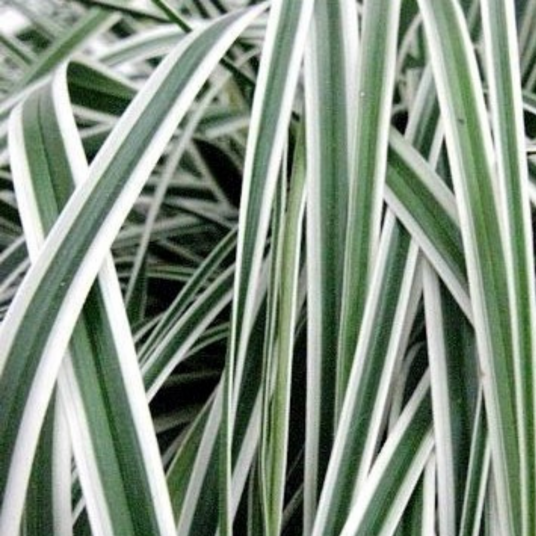 Close-up of green and white striped leaves