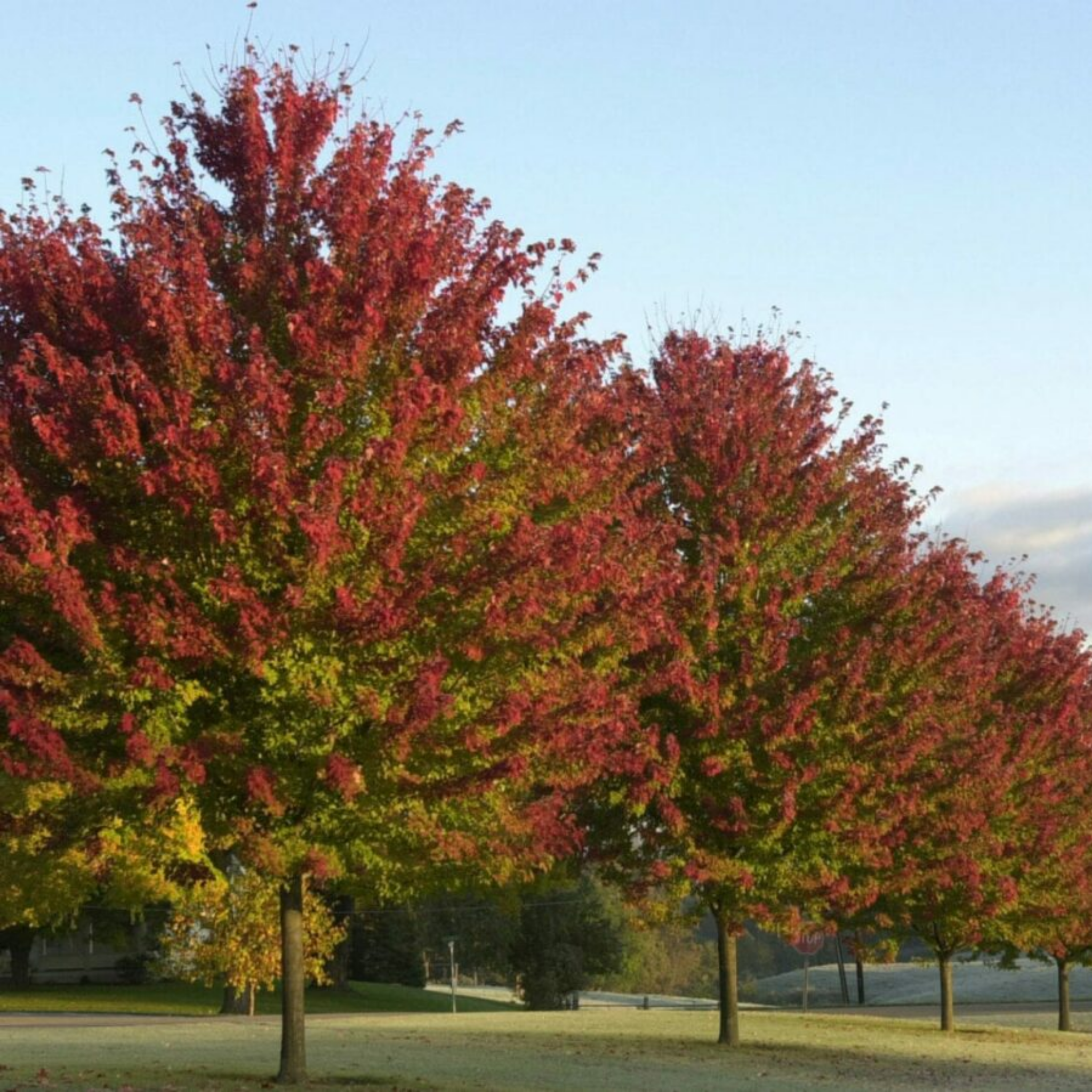 Row of trees with red and green leaves under a clear blue sky.