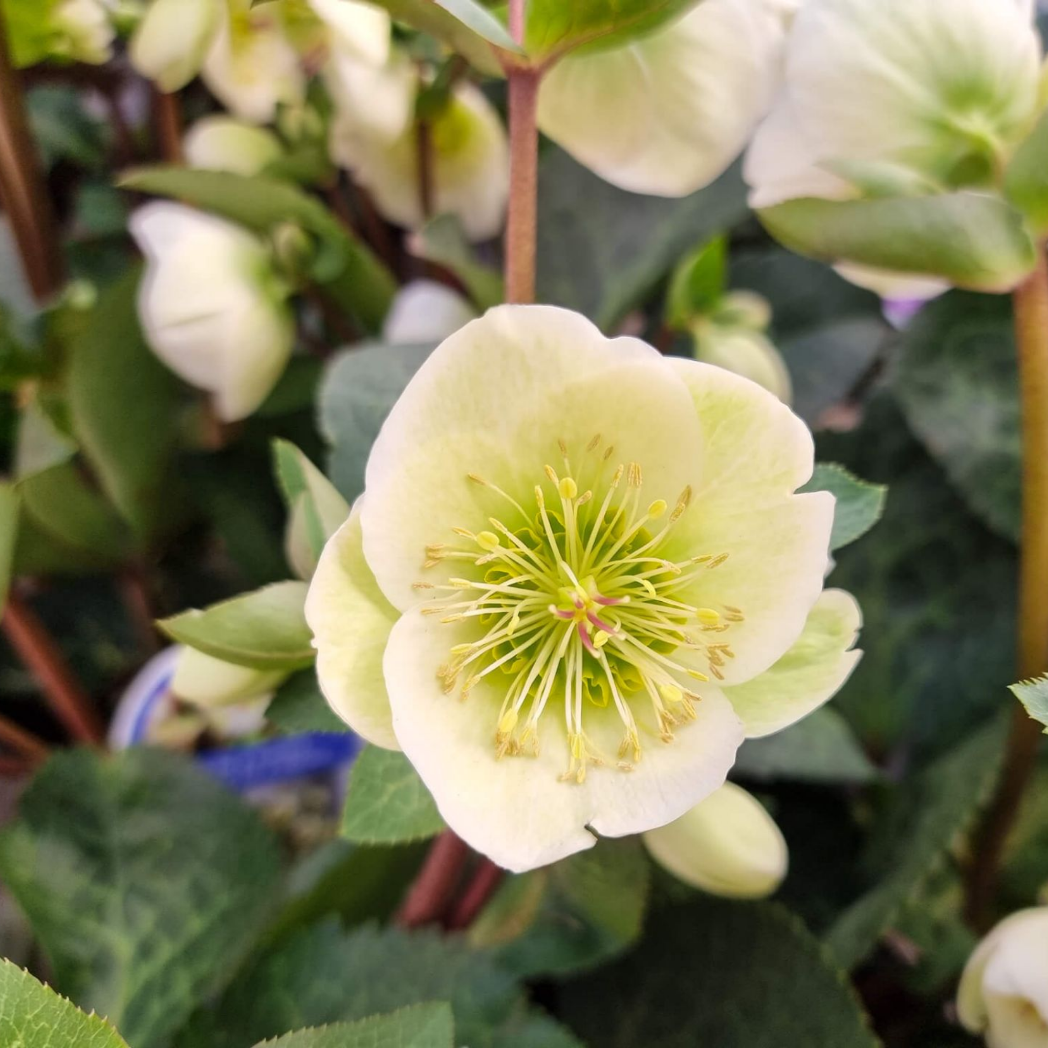 Winter Rose Moondance - Helleborus hybrida Moondance PBR