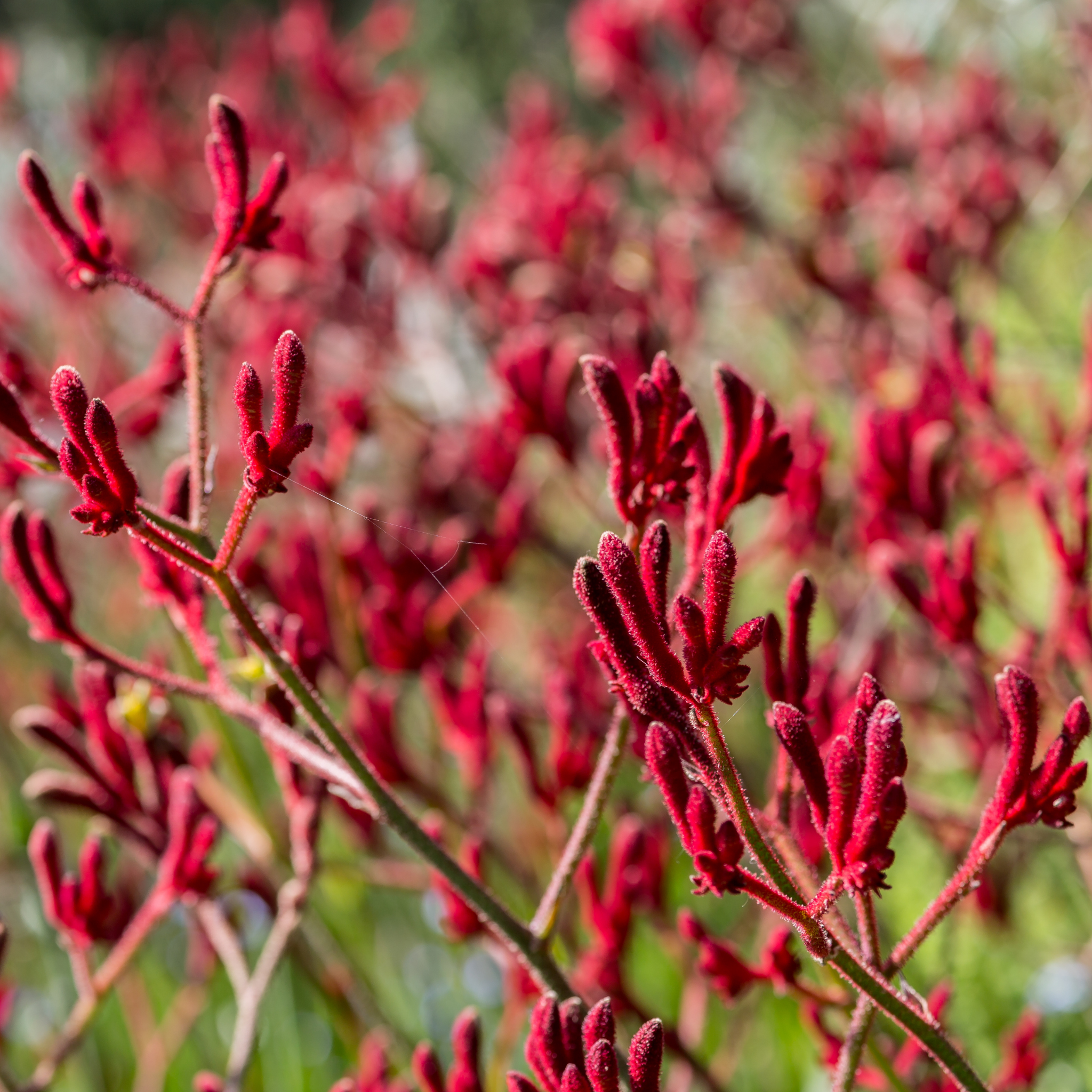 Tall Red Kangaroo Paw 'Big Red' - Anigozanthos hybrida
