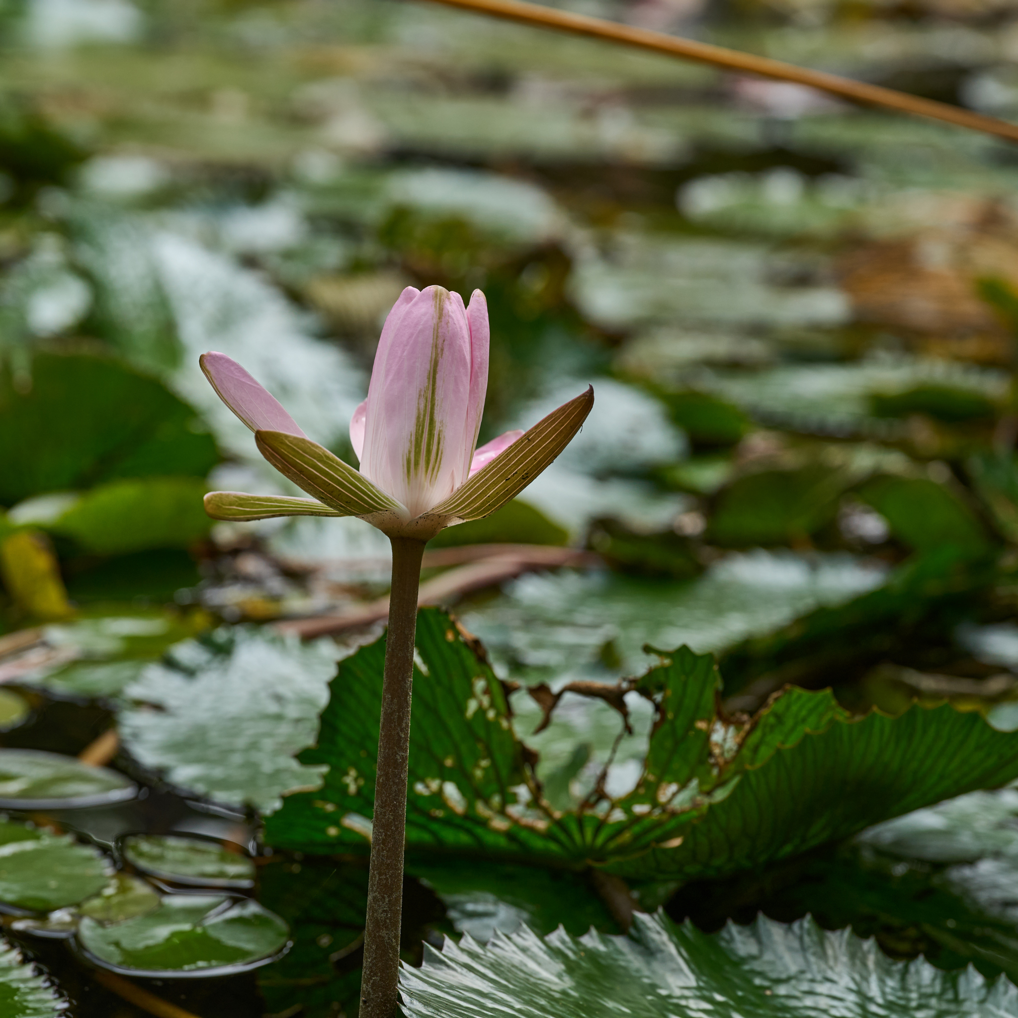 Pink Water Lily - Nymphaea hybrida Pink