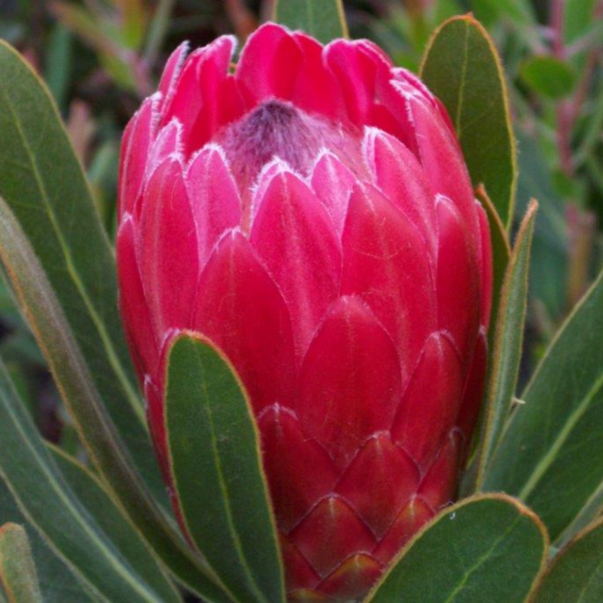 Close-up of a pink protea flower bud surrounded by green leaves.