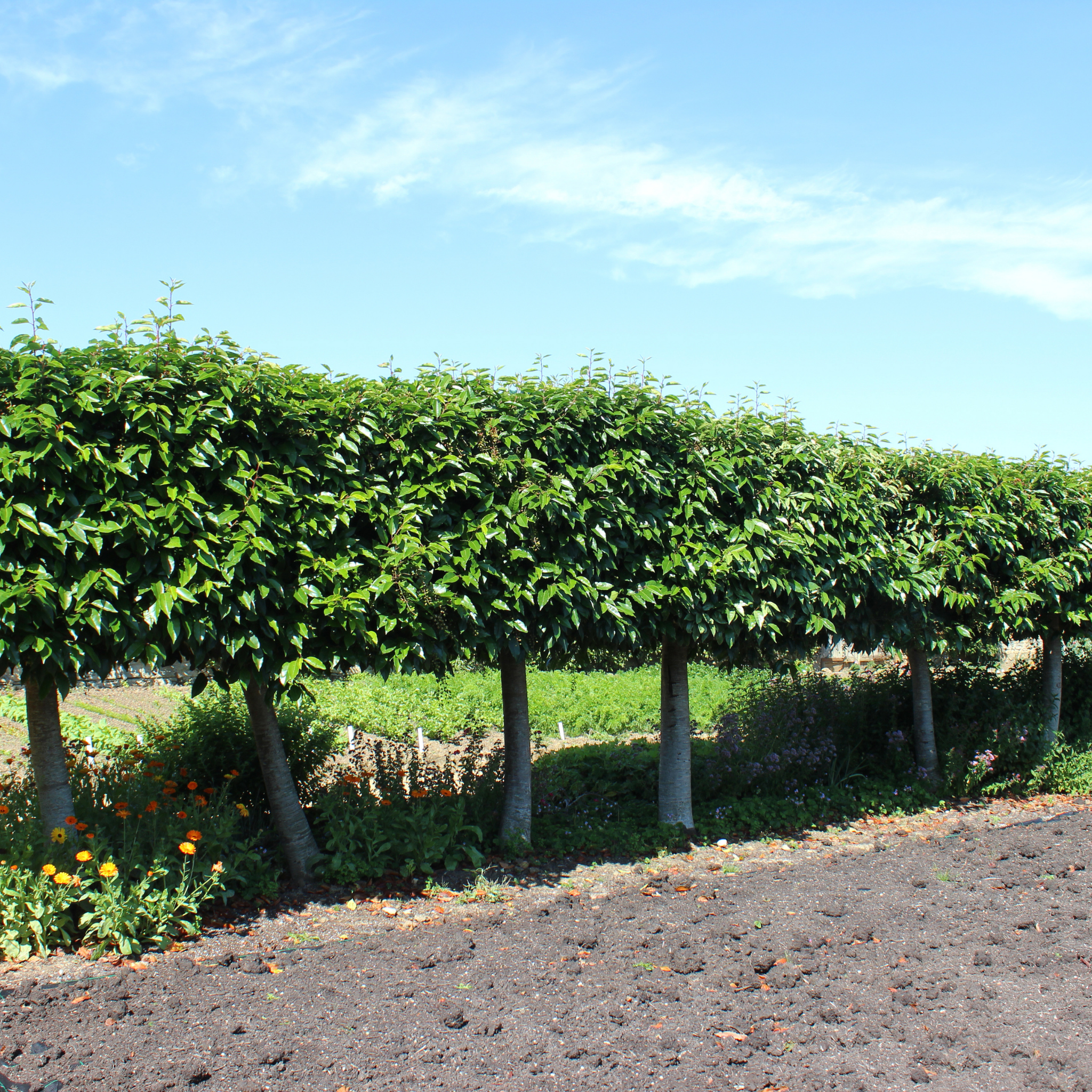Row of young trees with a clear blue sky in the background