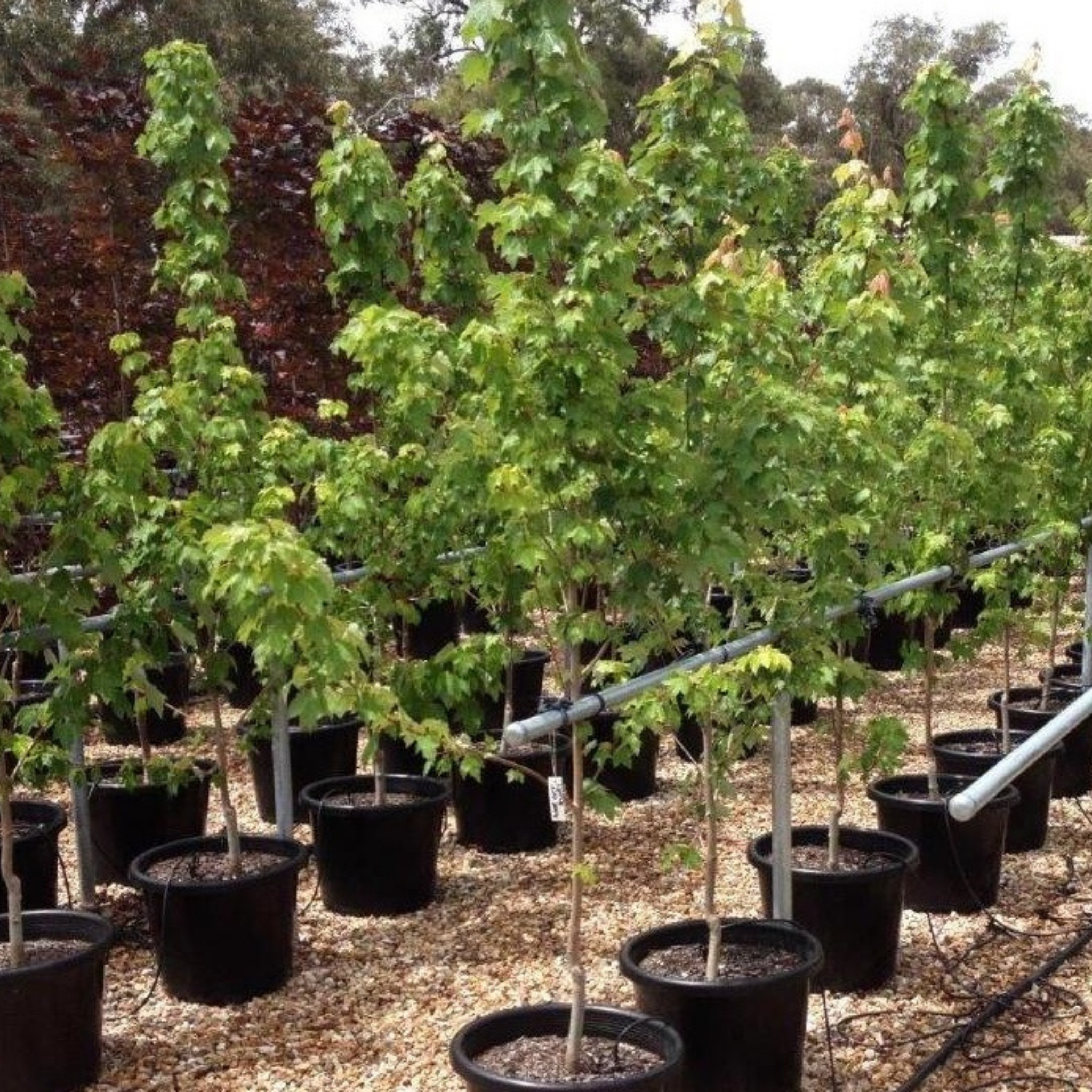 Row of young trees in black pots in a nursery setting