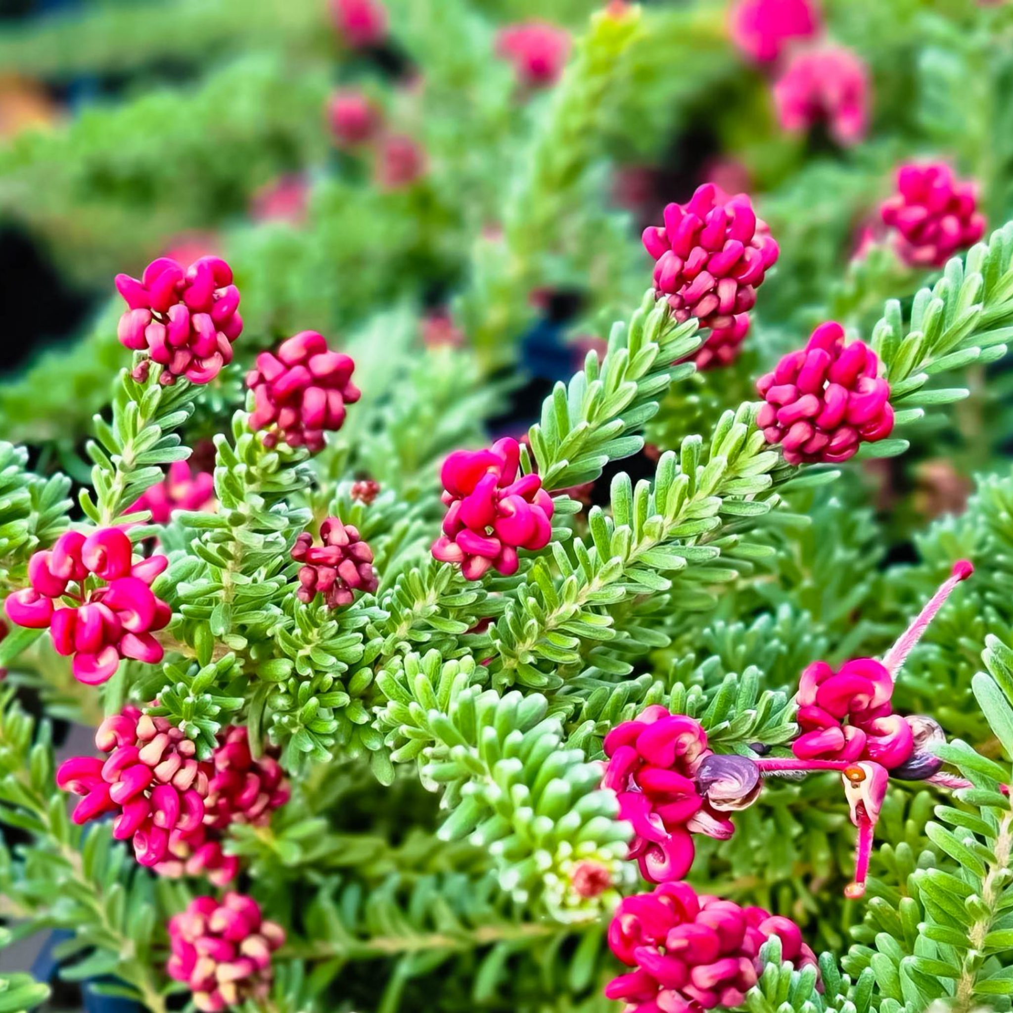 Woolly Grevillea Mount Tamoritha - Grevillea lanigera Mt Tamboritha