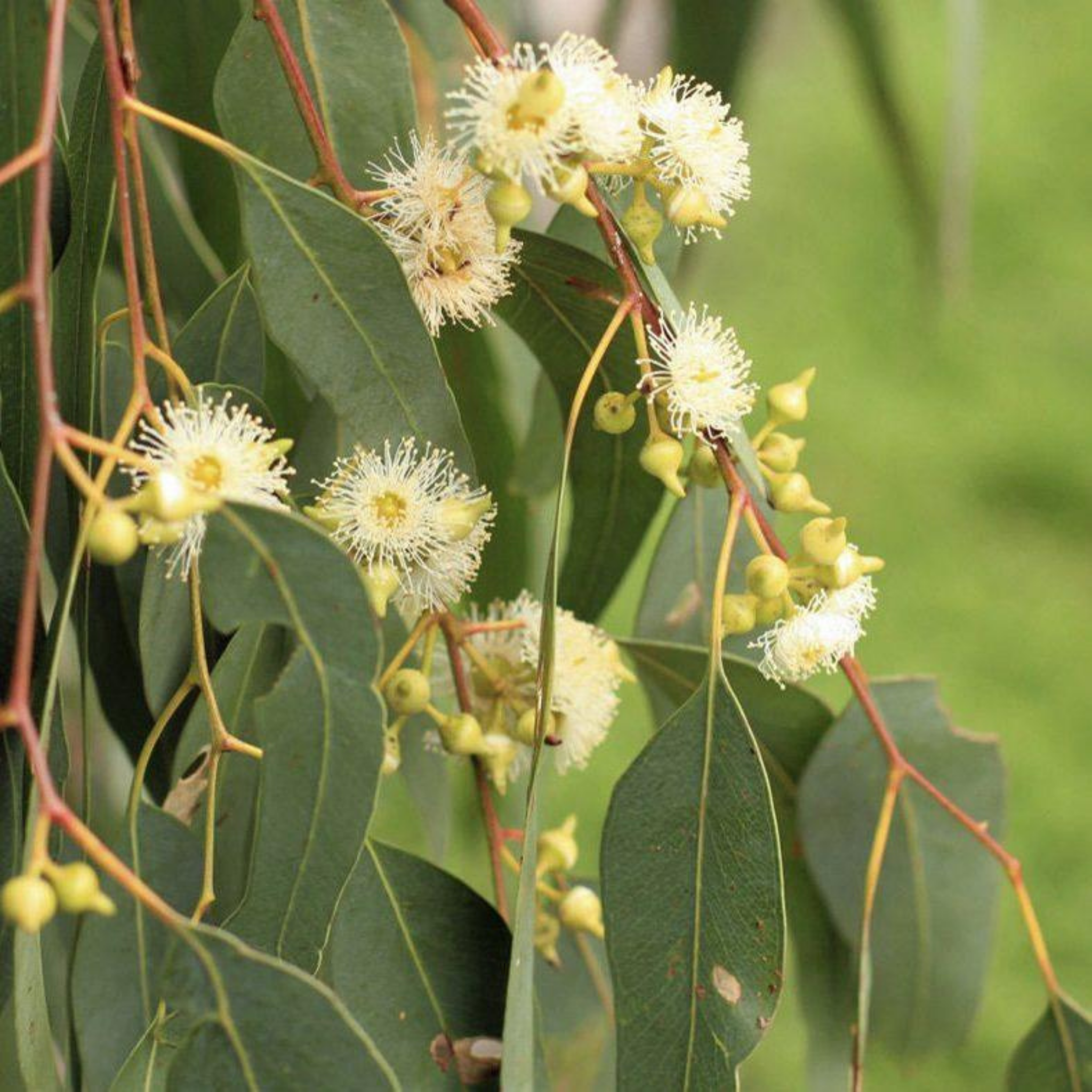 Yellow Box Gum - Eucalyptus melliodora