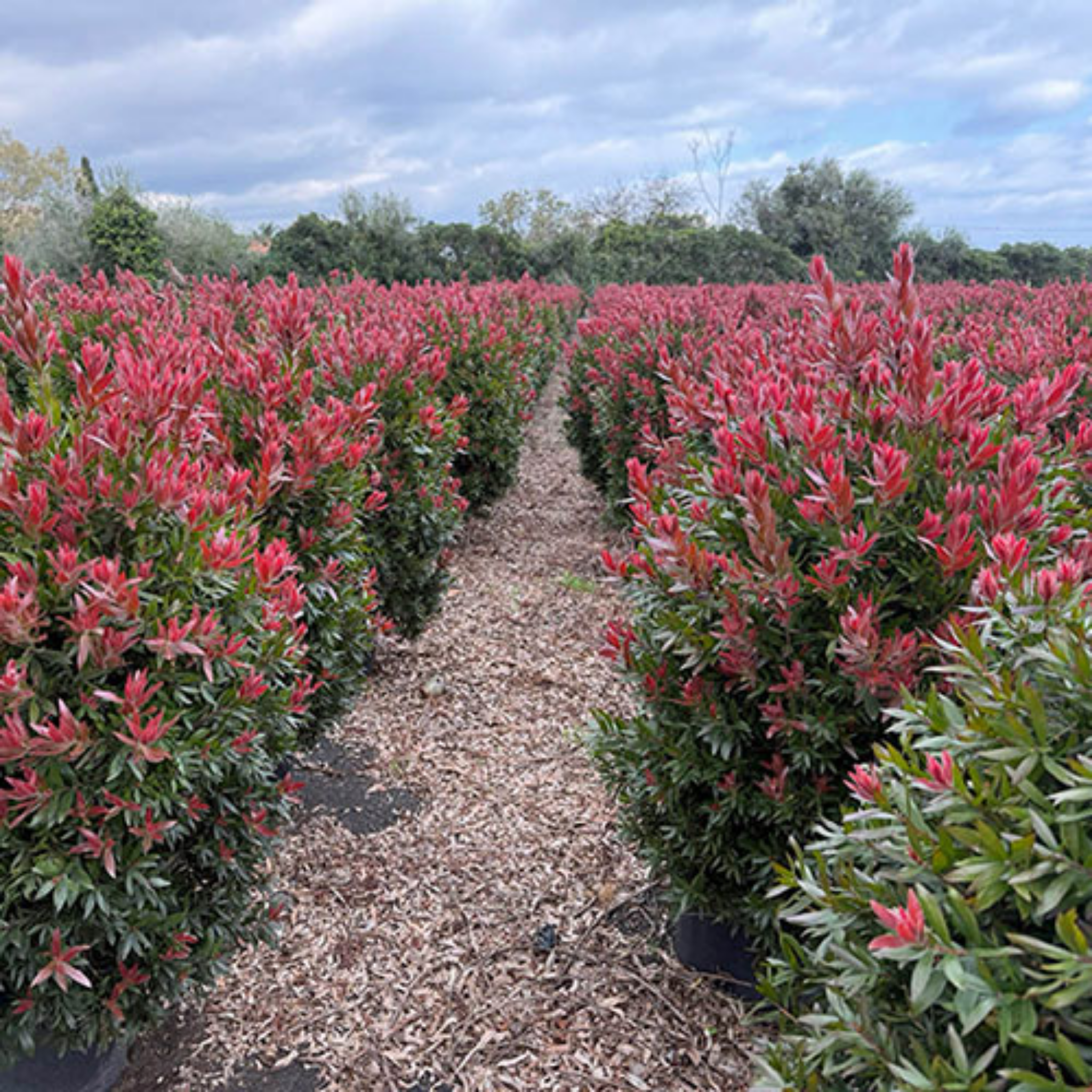 Row of red-leaved plants with a clear sky in the background