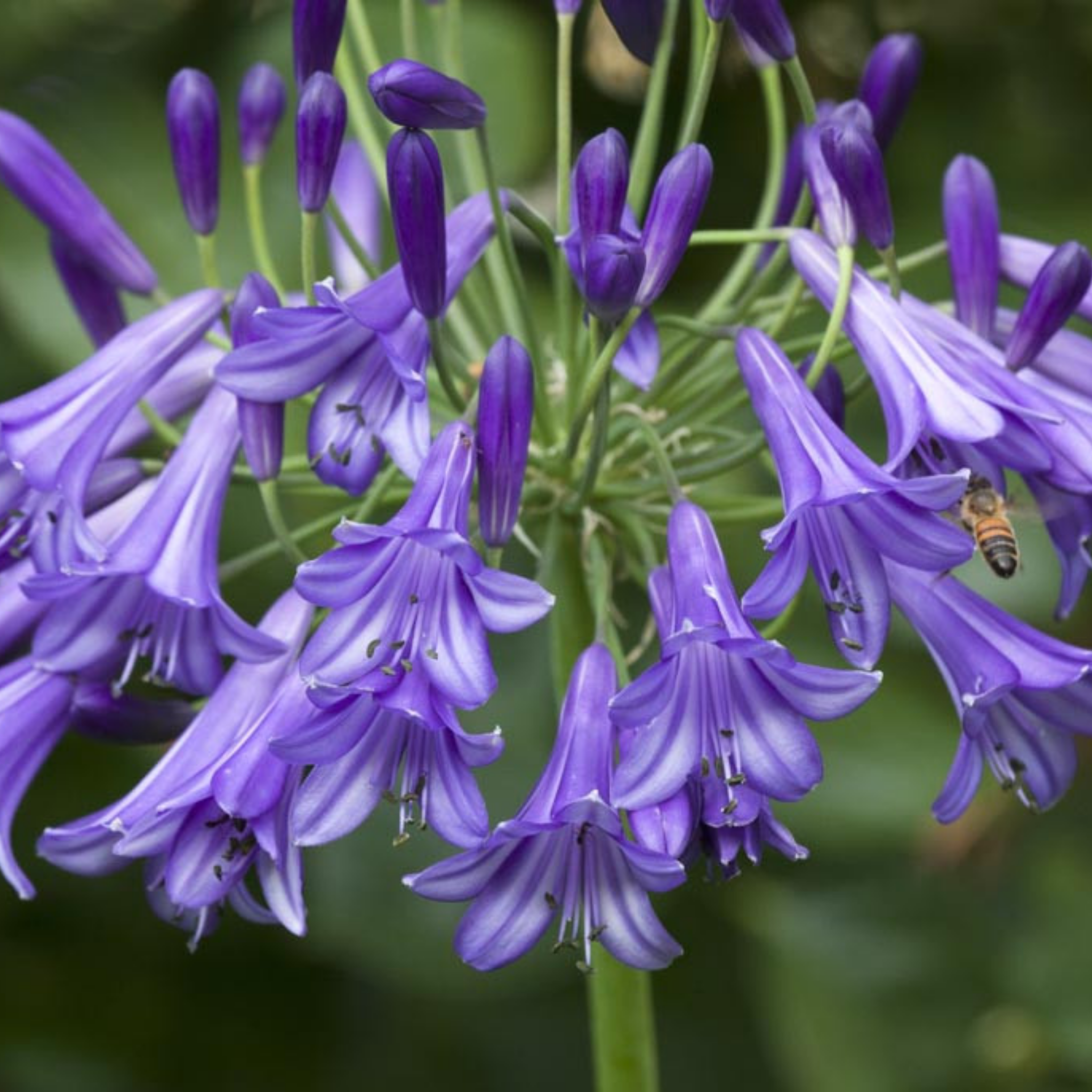 Agapanthus hybrida Purple Cloud - Giant Lily of the Nile, African Lily