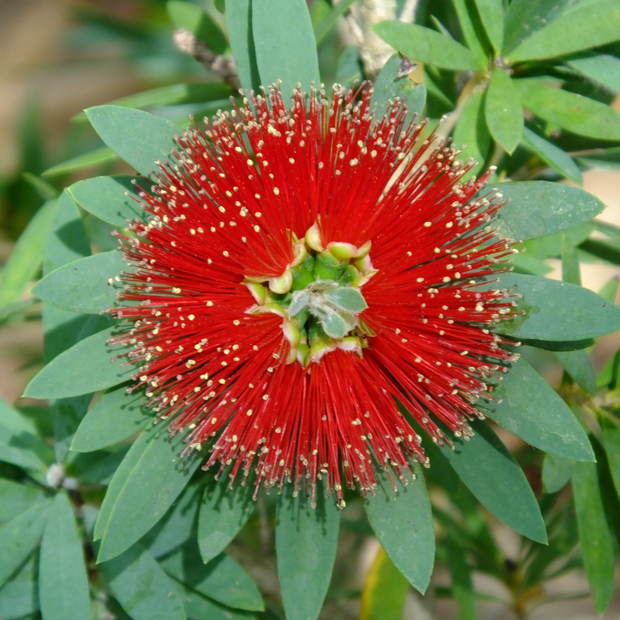 Dwarf Bottlebrush Little John - Callistemon viminalis 'Little John'