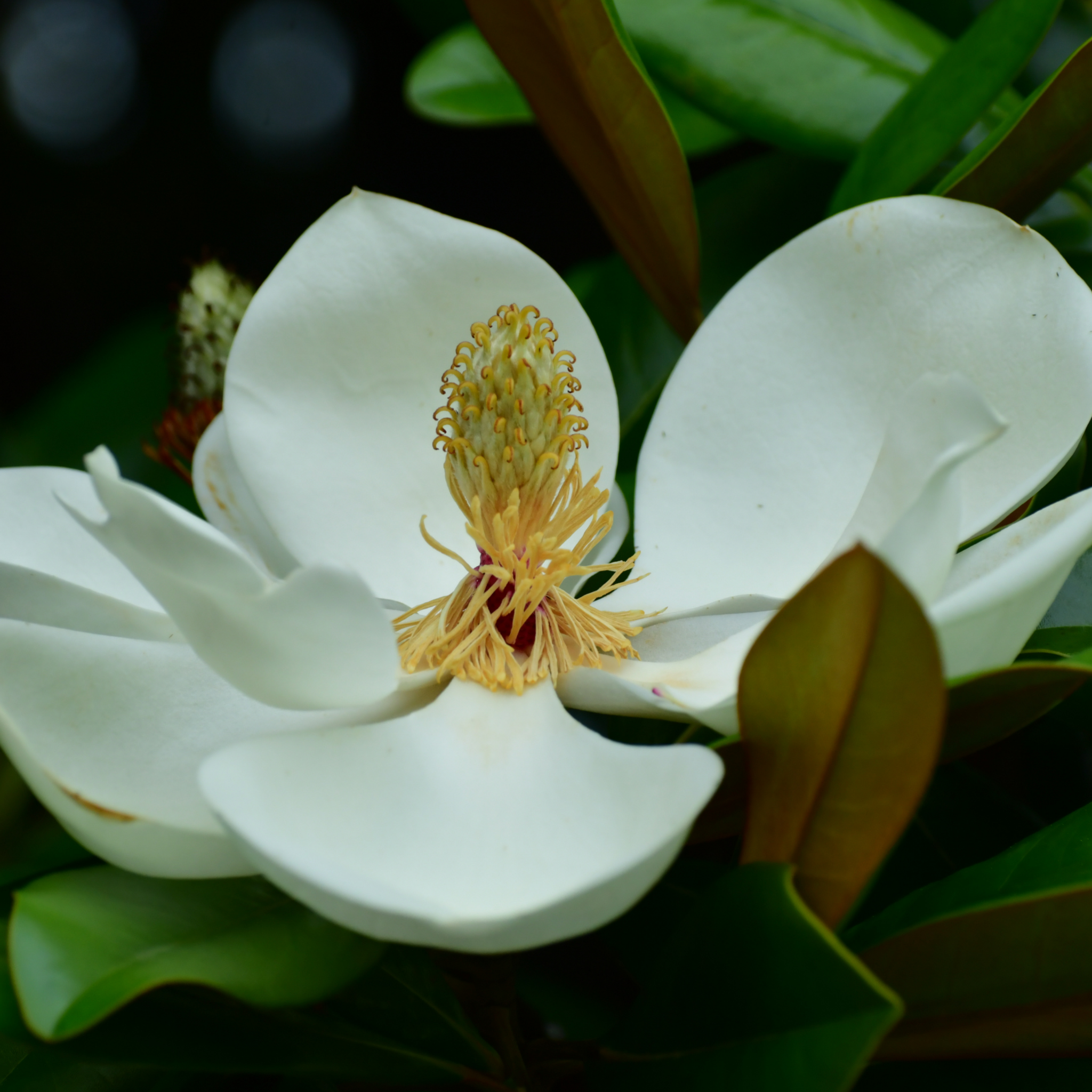 Magnolia Teddy Bear - Magnolia grandiflora Teddy Bear