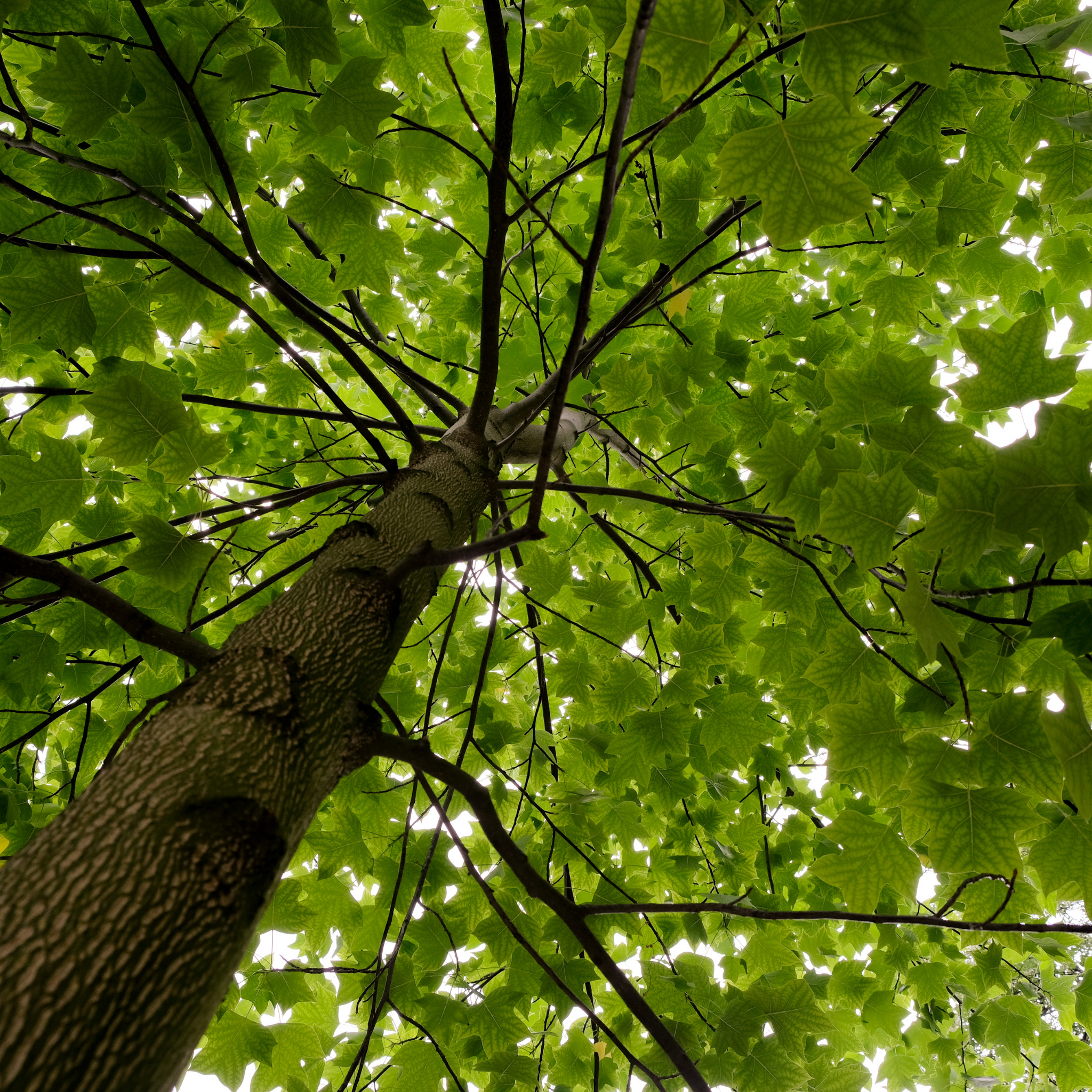 Tulip Tree - Liriodendron tulipifera