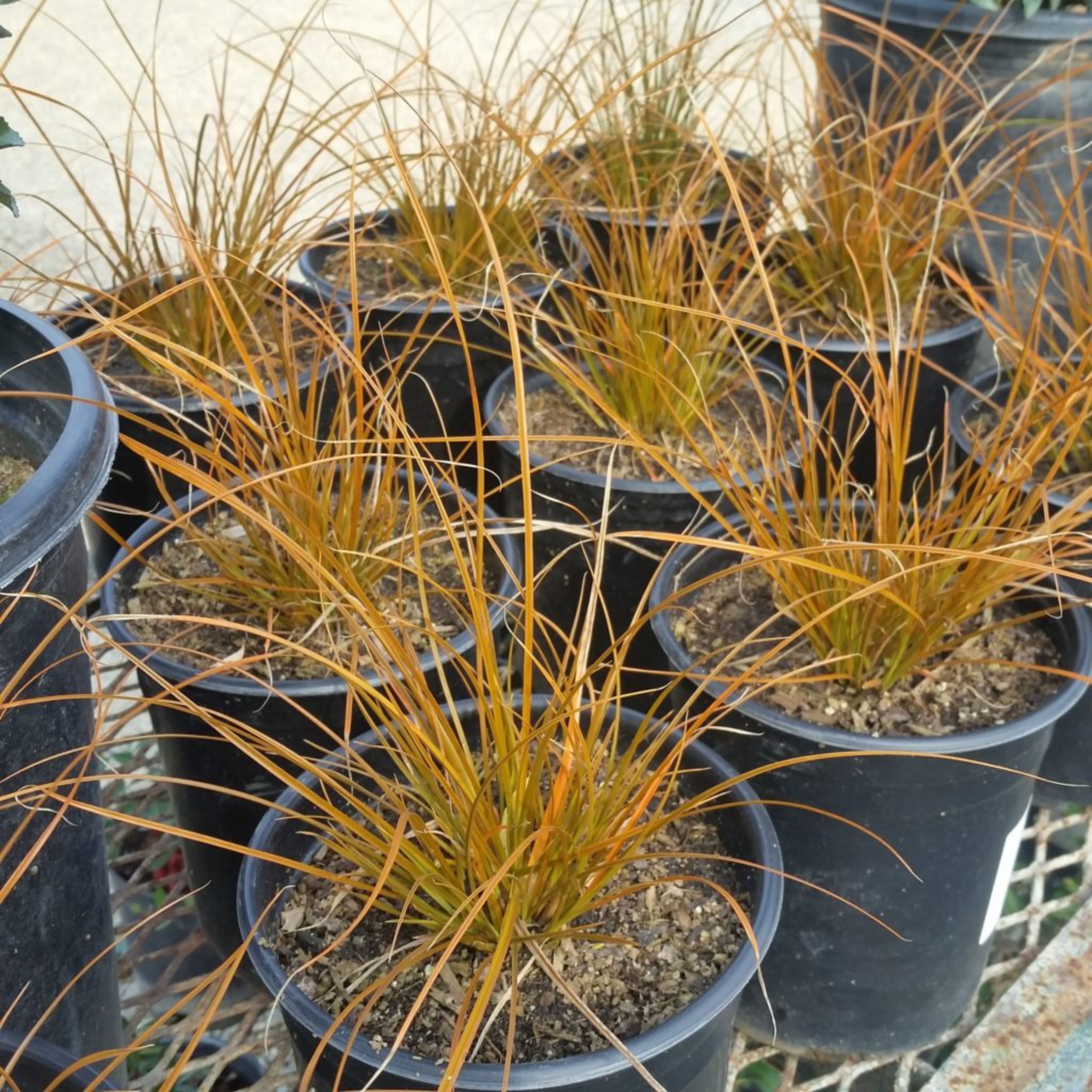 Potted plants with orange-brown foliage in black pots on a wire mesh background