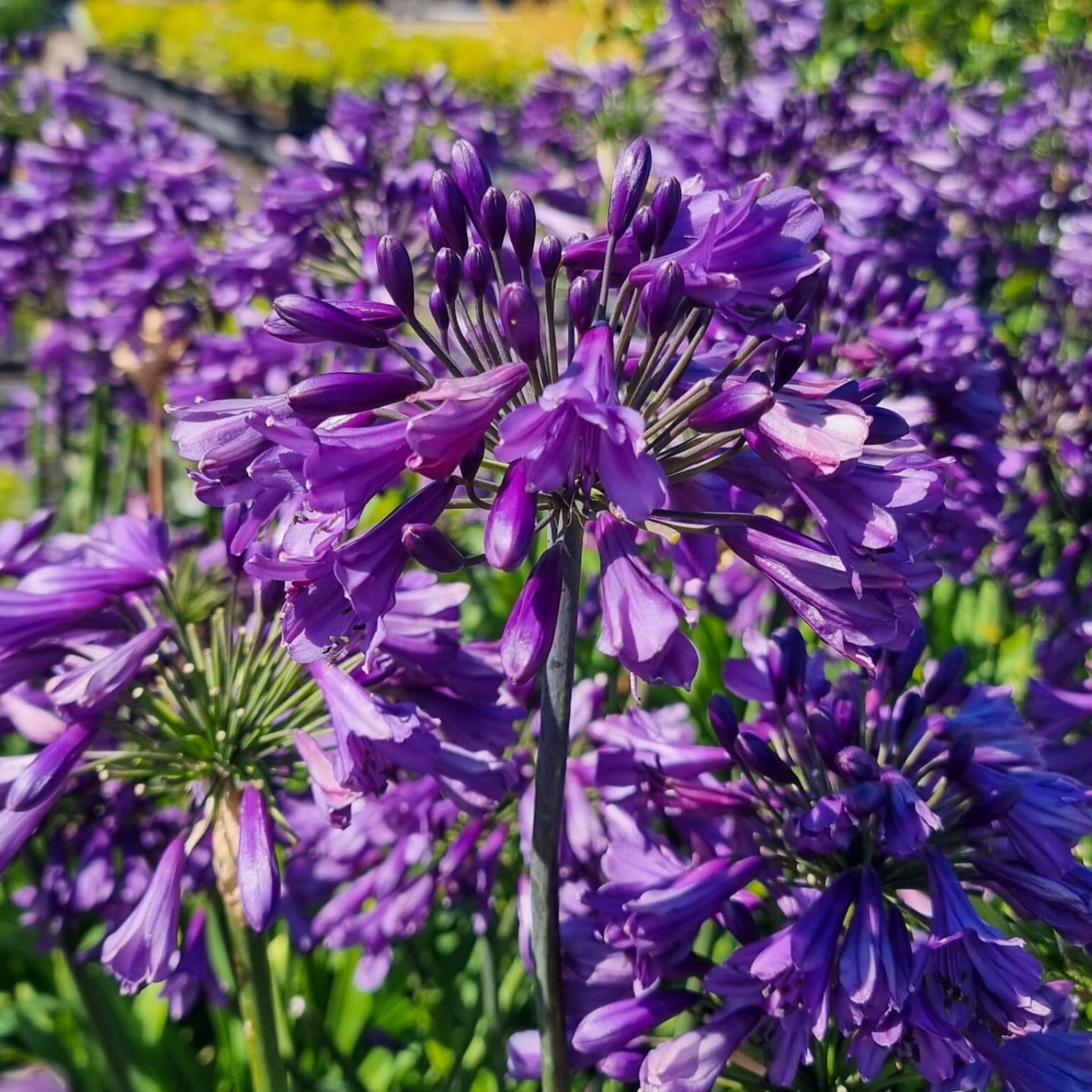 Agapanthus hybrida ‘Poppin Purple’ - Long flowering Lily of the Nile, African Lily