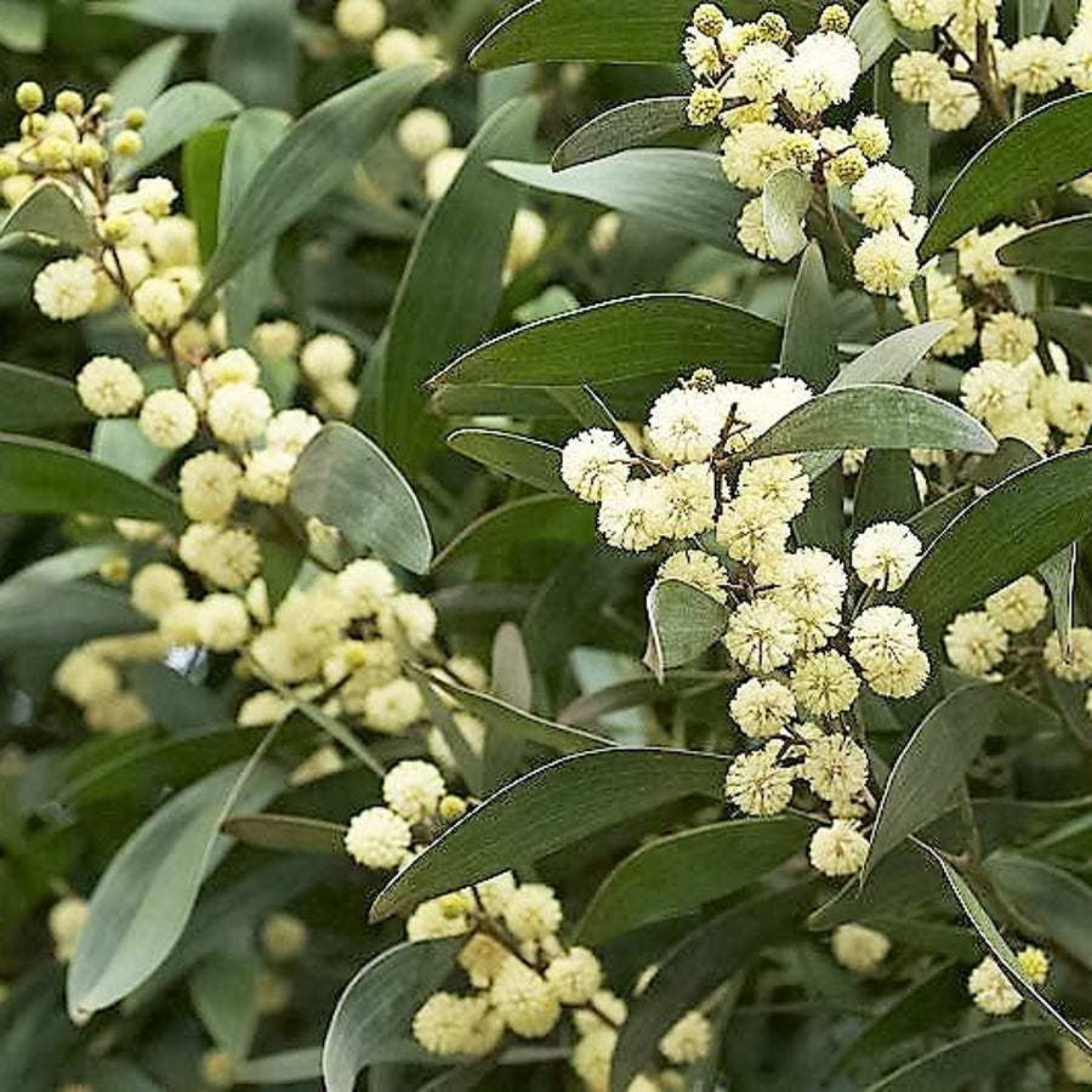 Close-up of Acacia flowers with green leaves