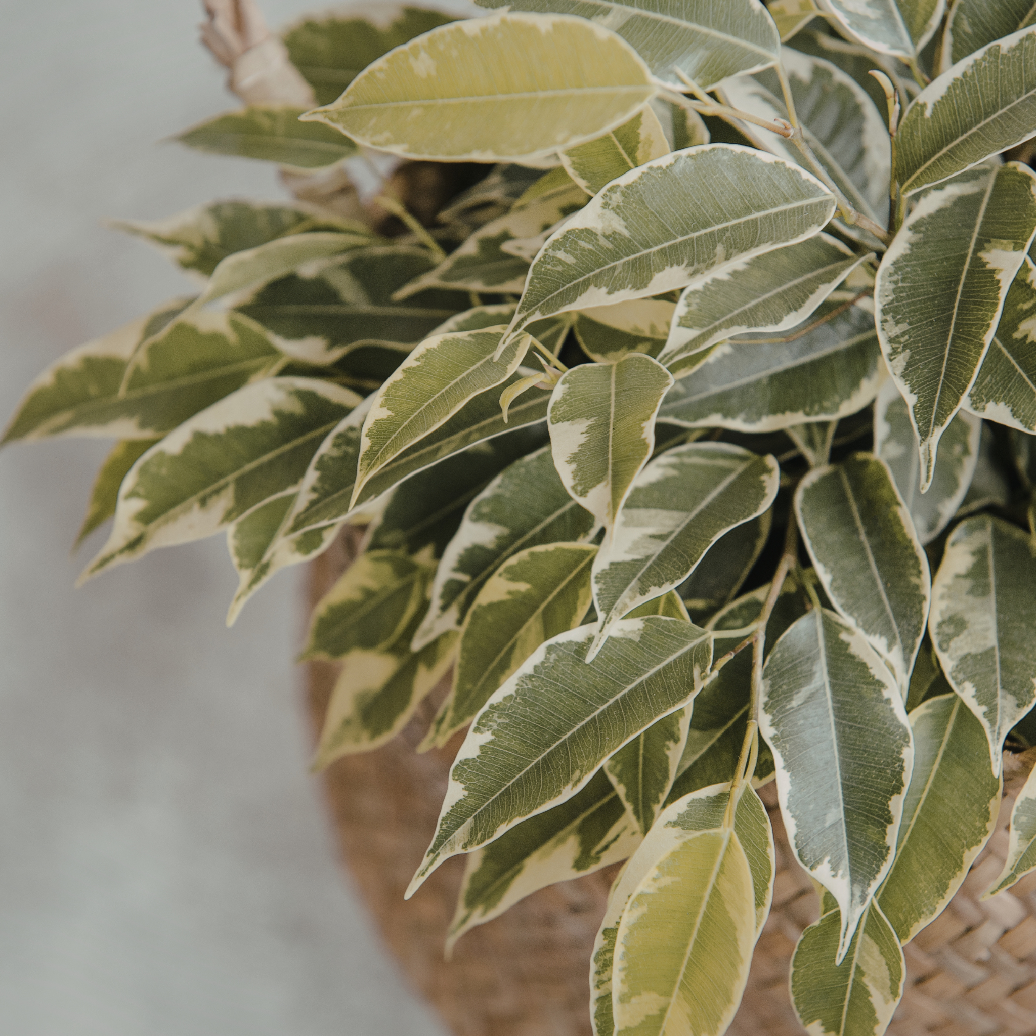 Variegated Weeping Fig - Ficus benjamina Variegata