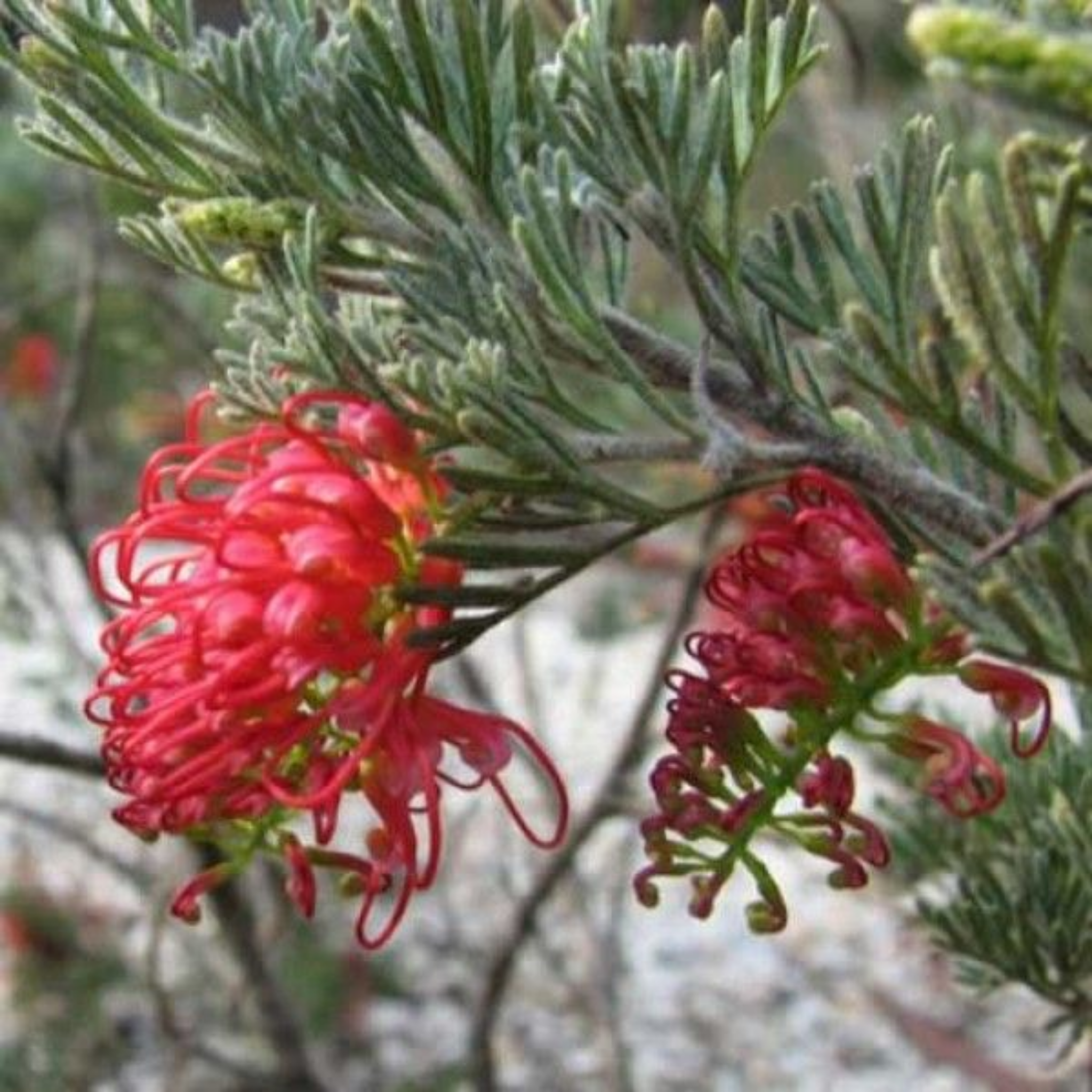 Grevillea preissii Seaspray