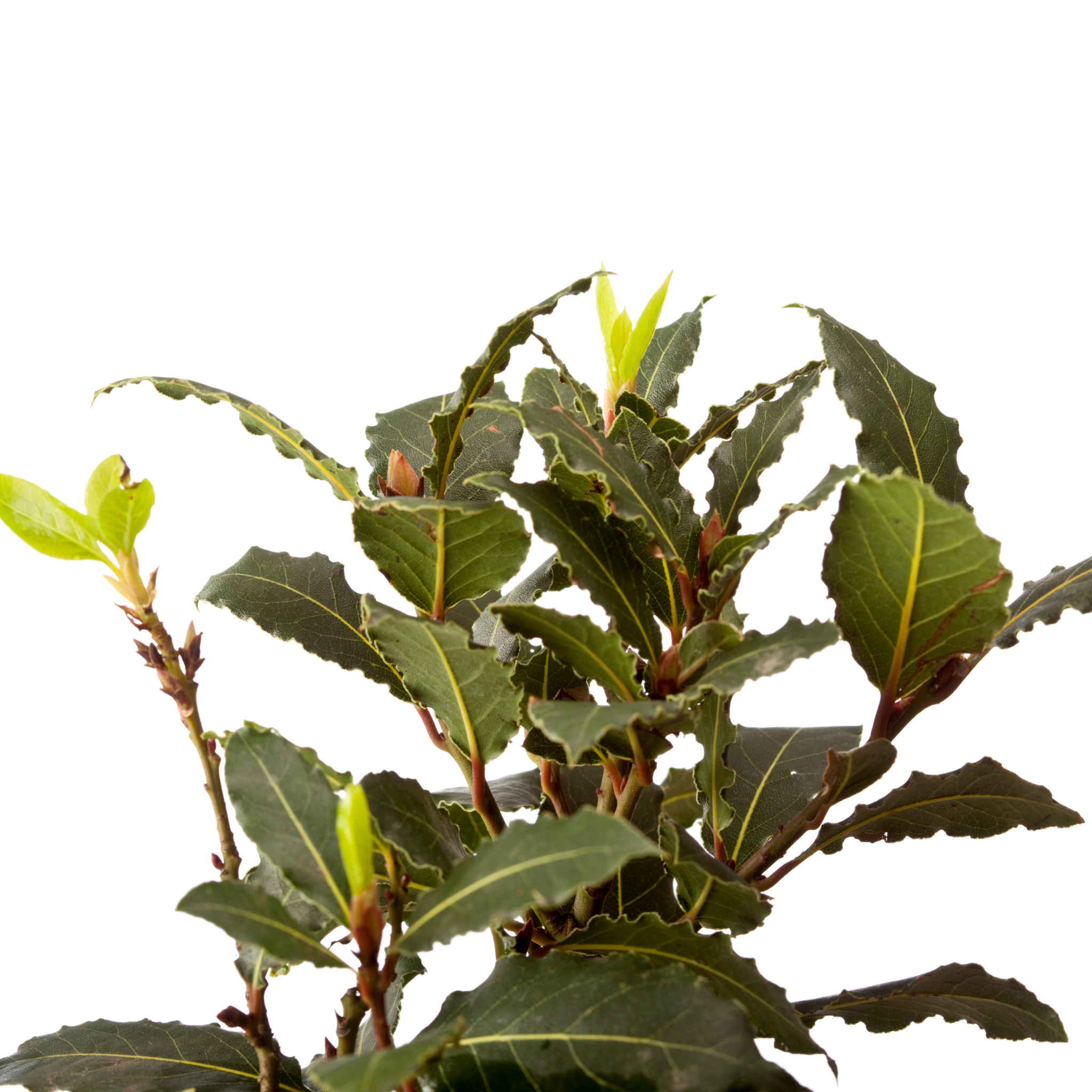 Compact Bay Laurel Tree - Laurus nobilis Flavour Master