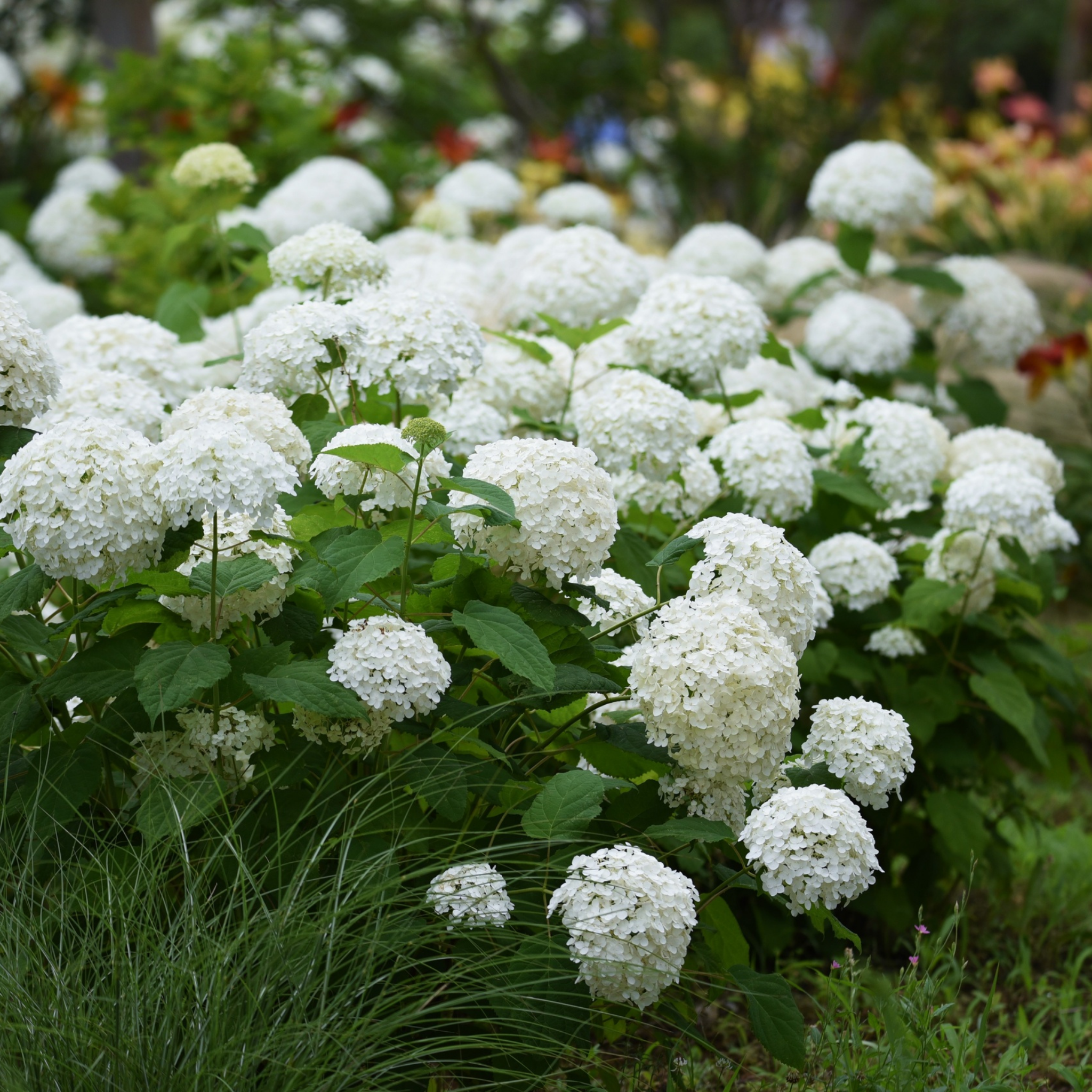 Hydrangea arborescens 'Annabelle' – Smooth Hydrangea