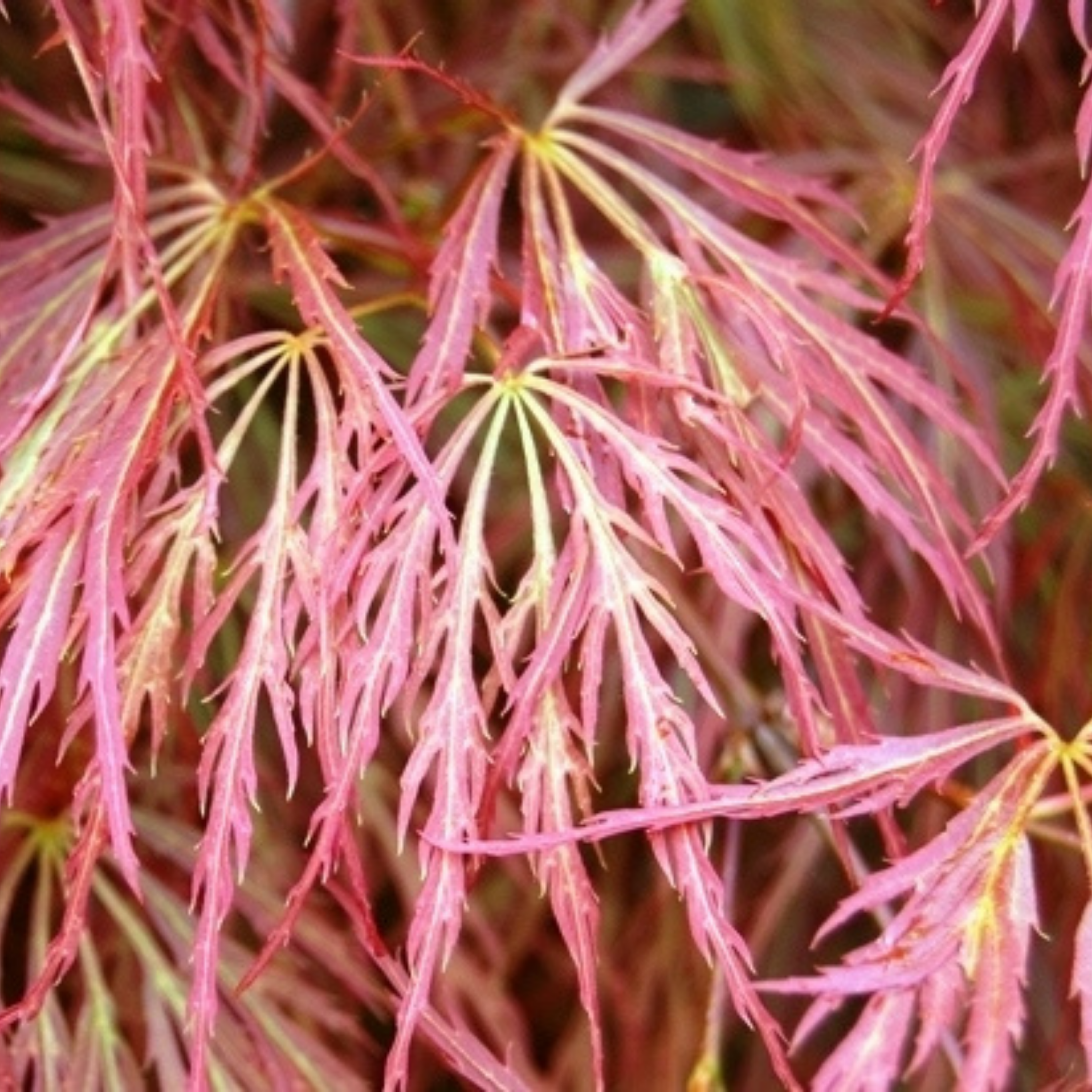Weeping Japanese Maple Atropurpureum - Acer palmatum Dissectum Atropurpureum