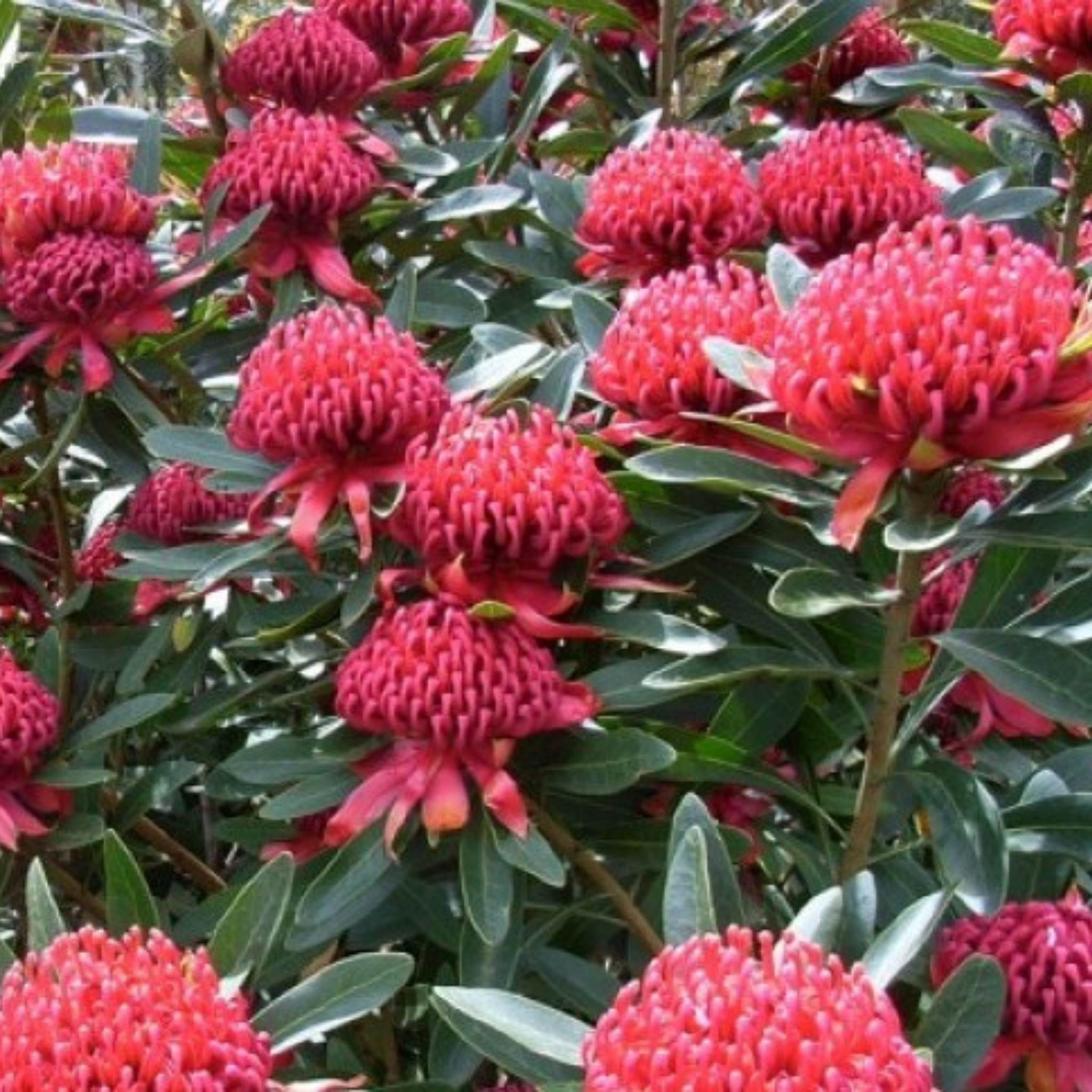Waratah Shady Lady Red - Telopea speciosissima oreade Shady Lady Red