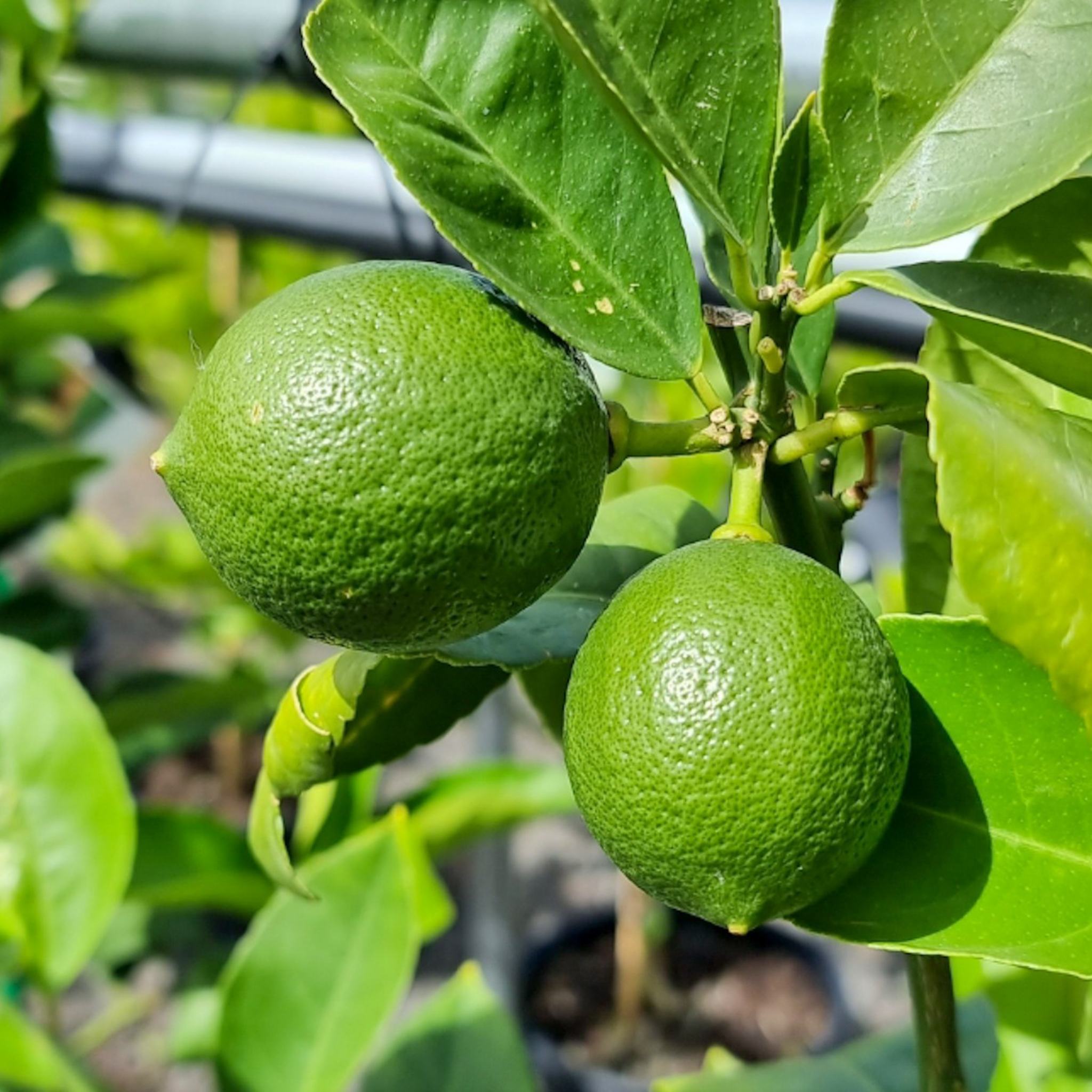 Tahitian Lime (Persian Lime) - Citrus latifolia
