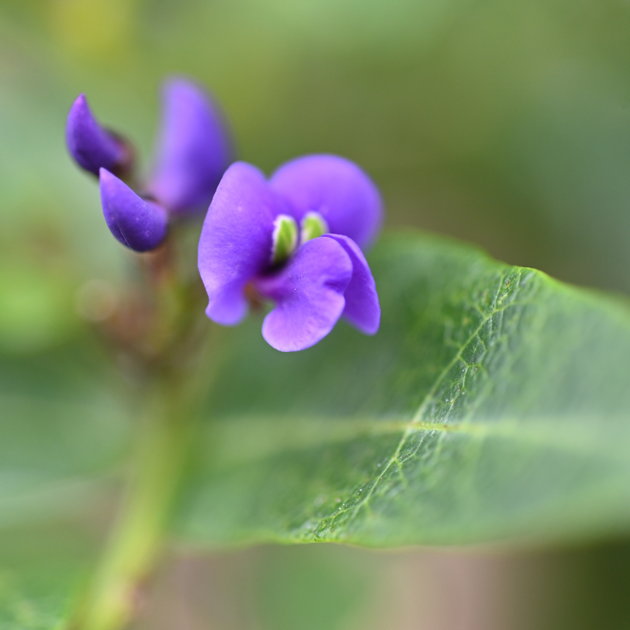 Hardenbergia violacea Happy Wanderer - Native Wisteria