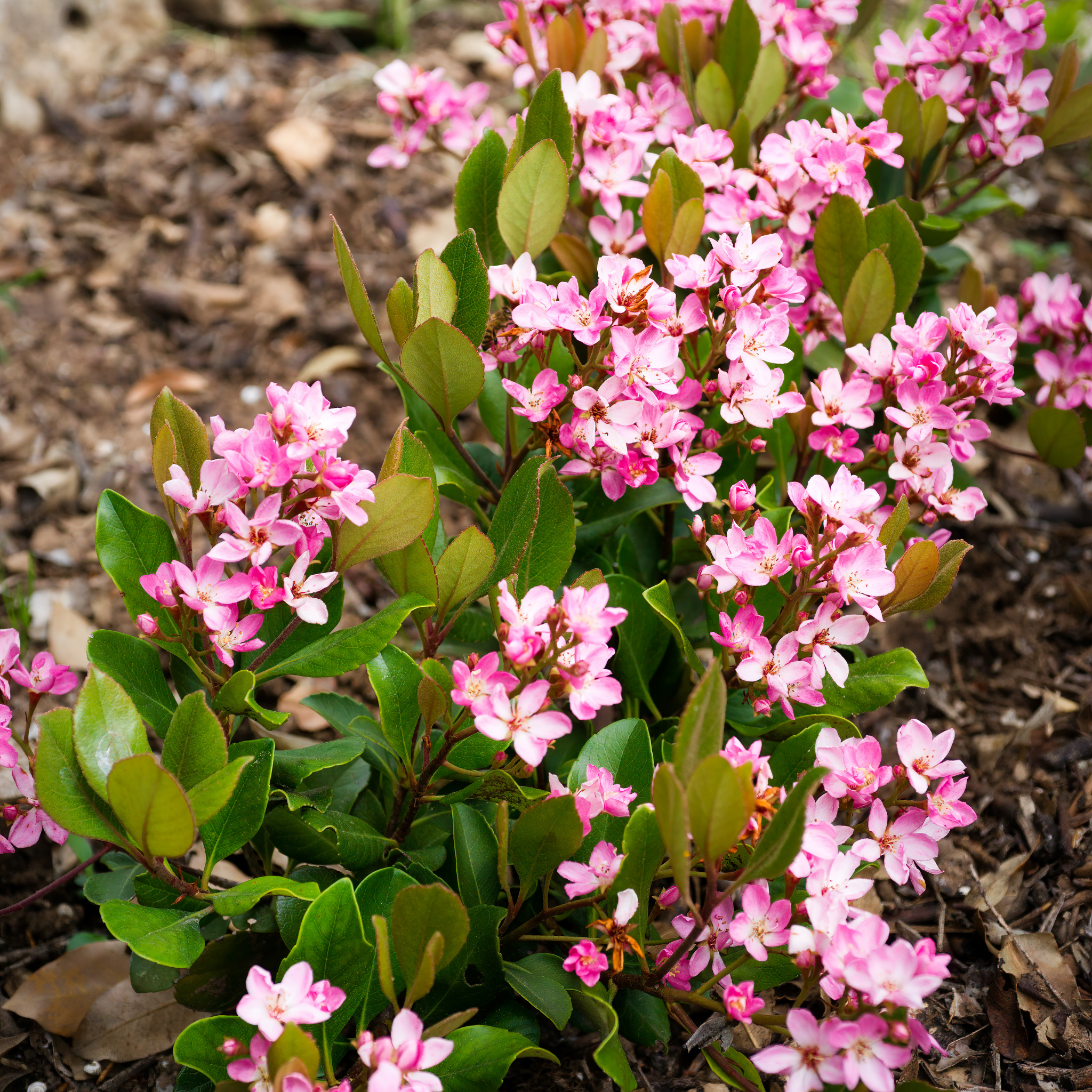 Oriental Pink Indian Hawthorn - Rhaphiolepis hybrida Oriental Pink