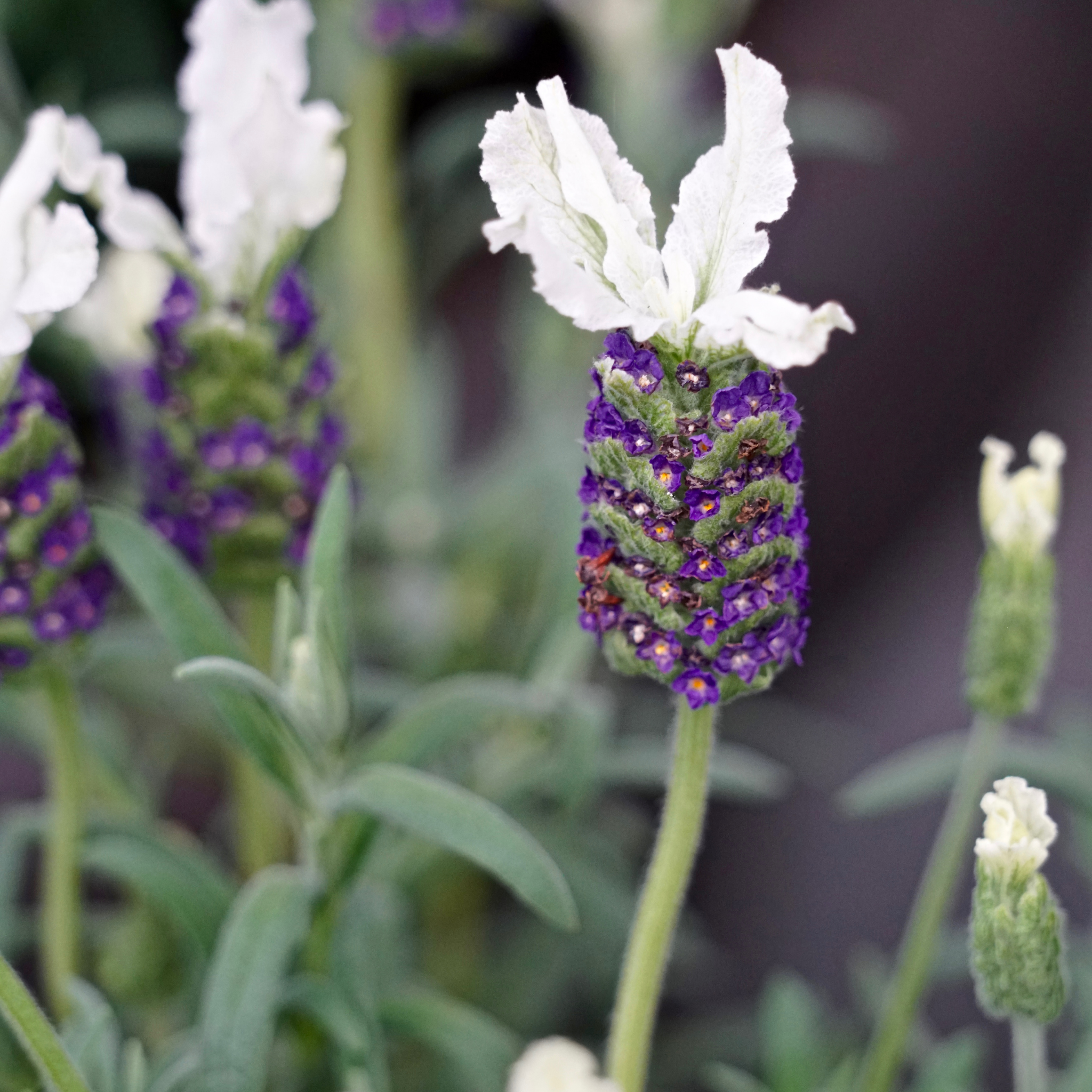 Italian Javelin Forte White Lavender - Lavandula stoechas 'Javelin Forte White'