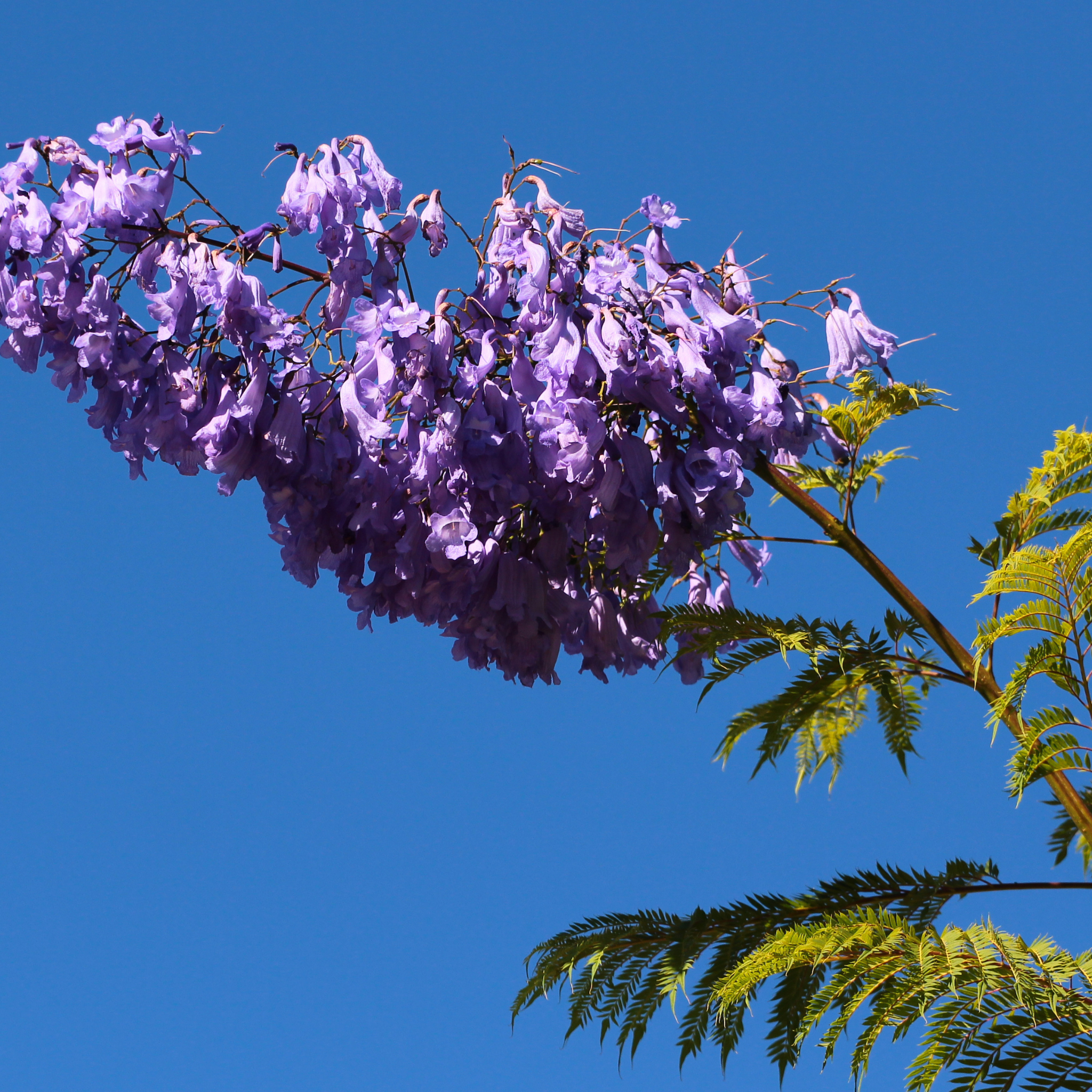 Blue Jacaranda - Jacaranda mimosifolia