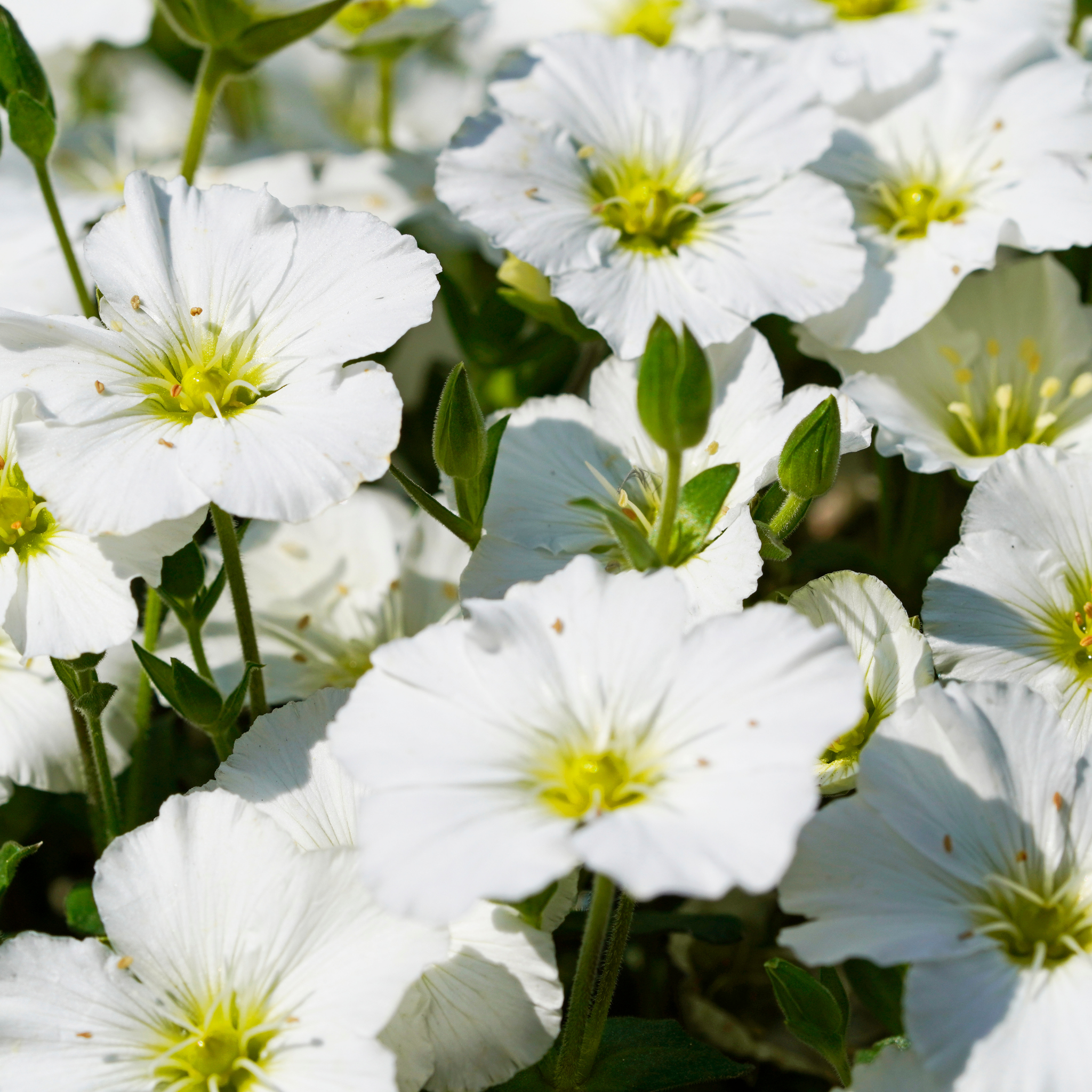 Mountain Sandwort - Arenaria montana