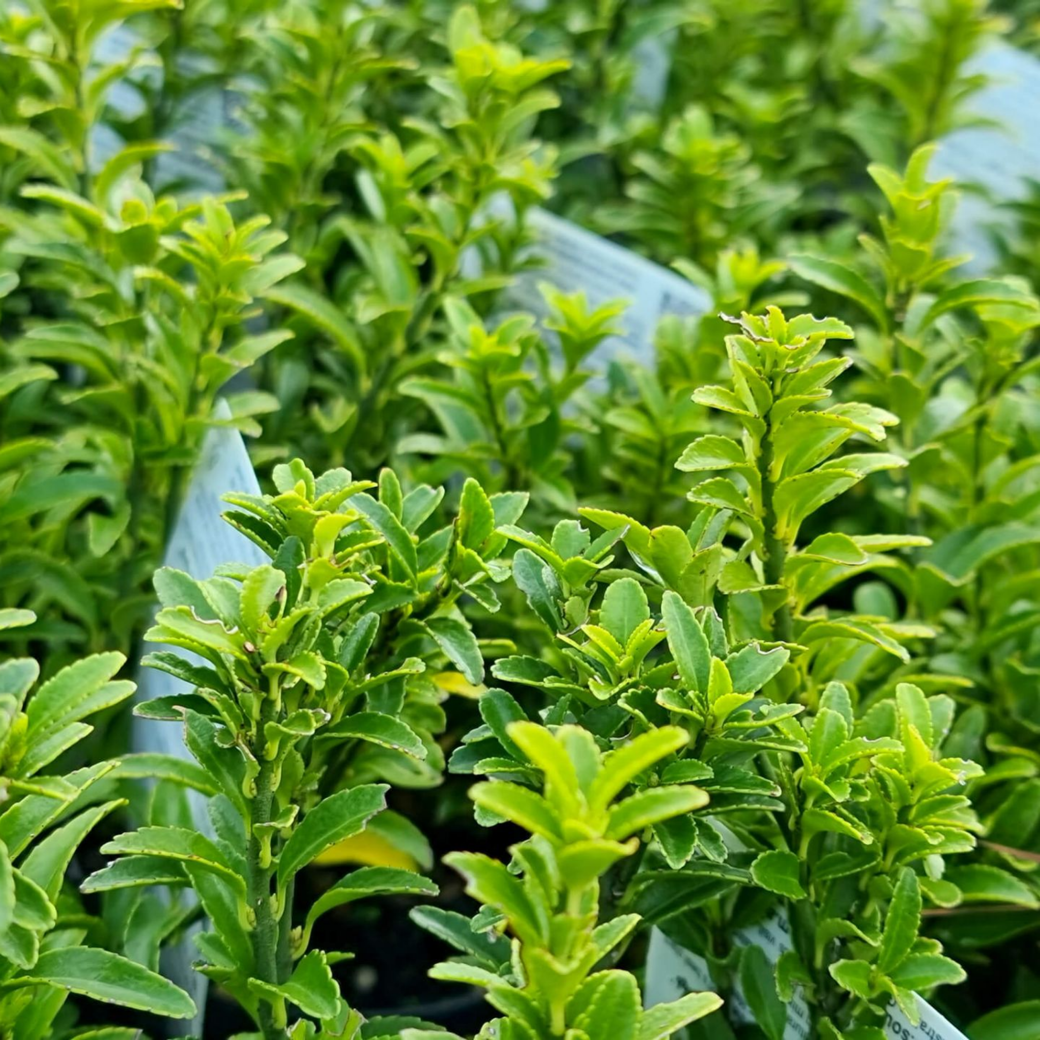 Tom Thumb Dwarf Euonymus - Euonymus japonicus 'Microphyllus' Tom Thumb