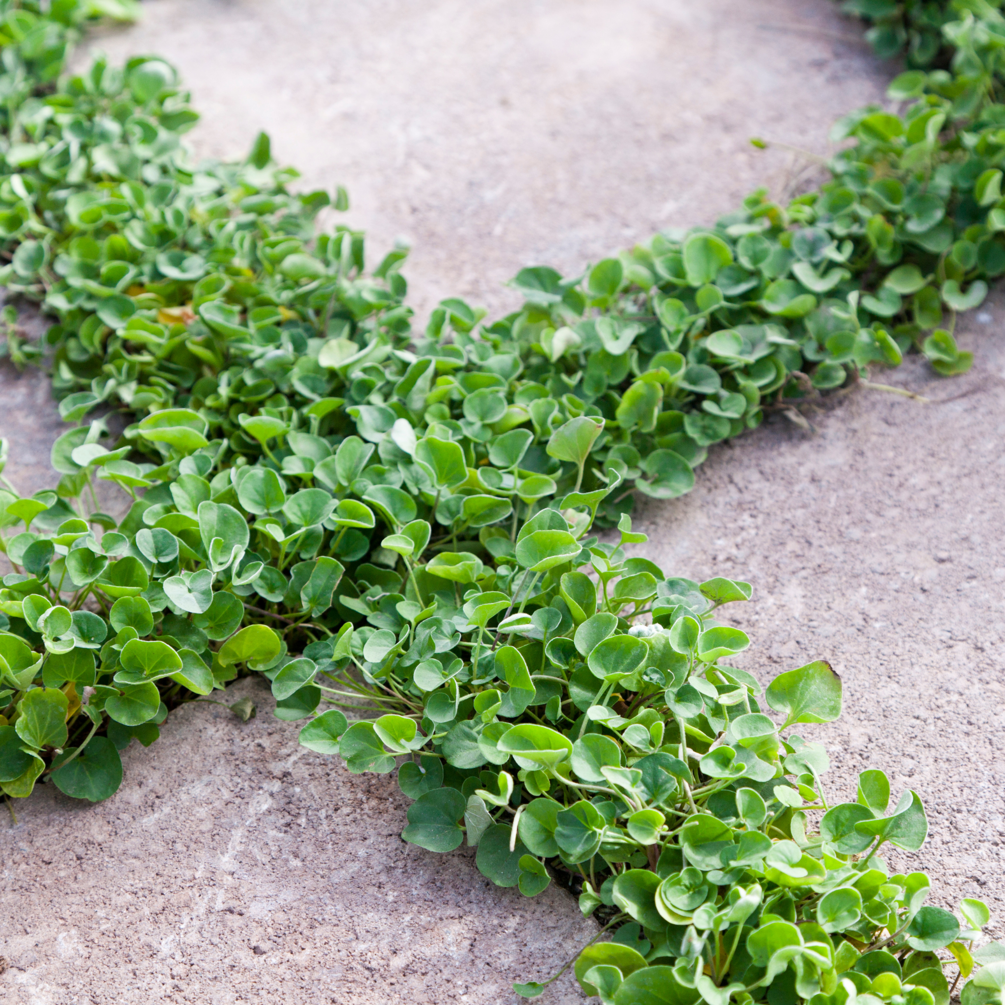 Kidney Grass/Weed - Dichondra repens